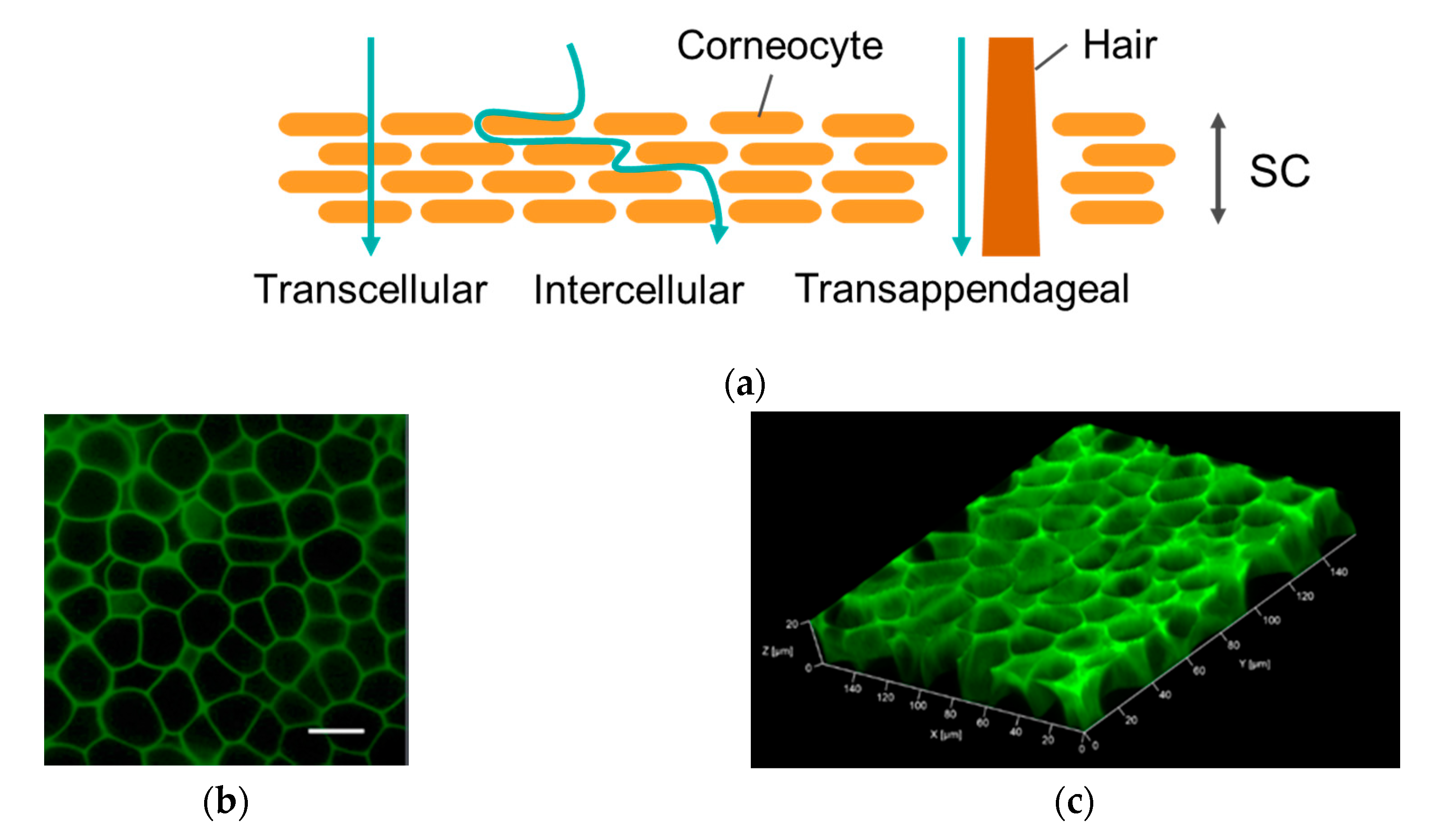 Cosmetics Free Full Text Effective Transcutaneous Delivery Of Hyaluronic Acid Using An Easy To Prepare Reverse Micelle Formulation Html