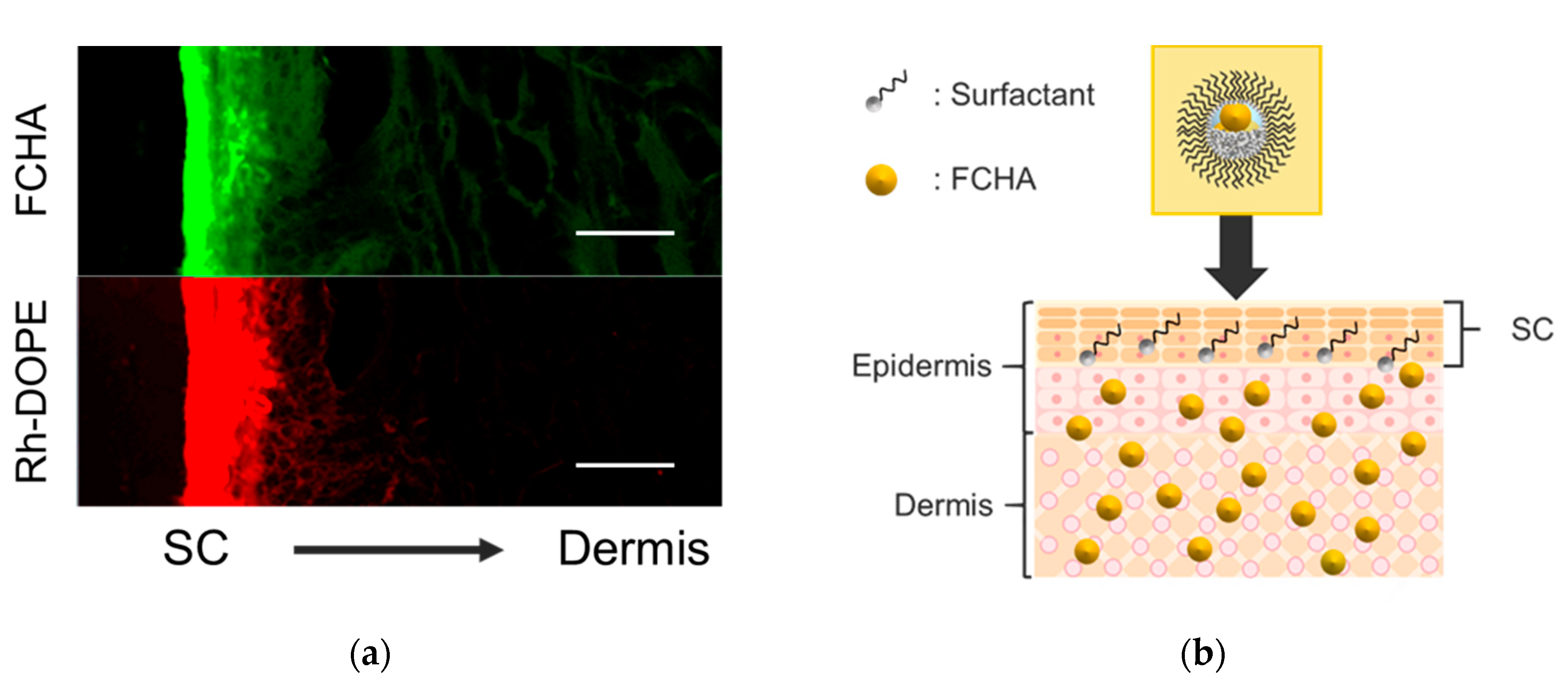 Cosmetics Free Full Text Effective Transcutaneous Delivery Of Hyaluronic Acid Using An Easy To Prepare Reverse Micelle Formulation Html