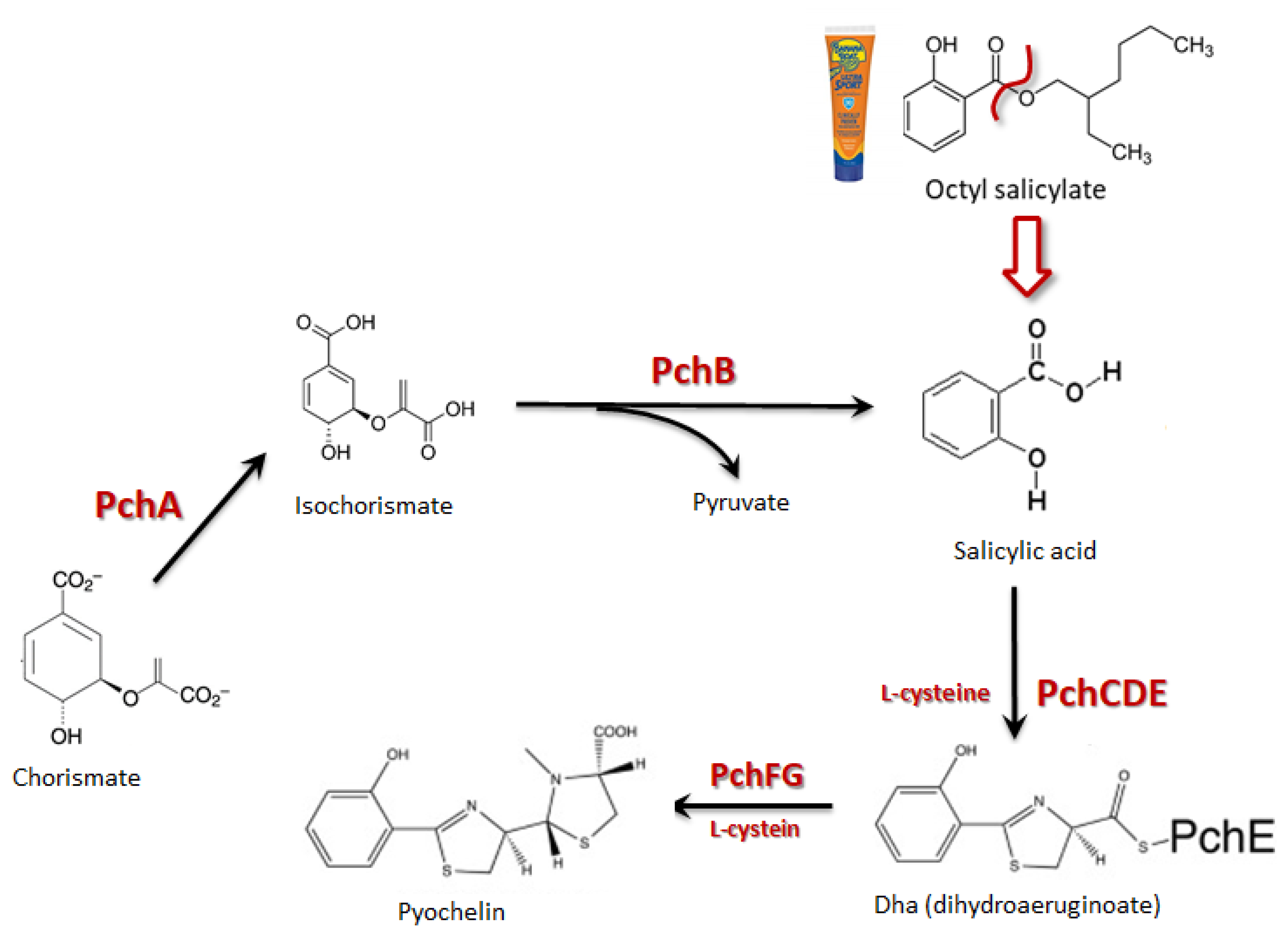 Cosmetics 07 00063 g001 Cosmetics 07 00063 g001