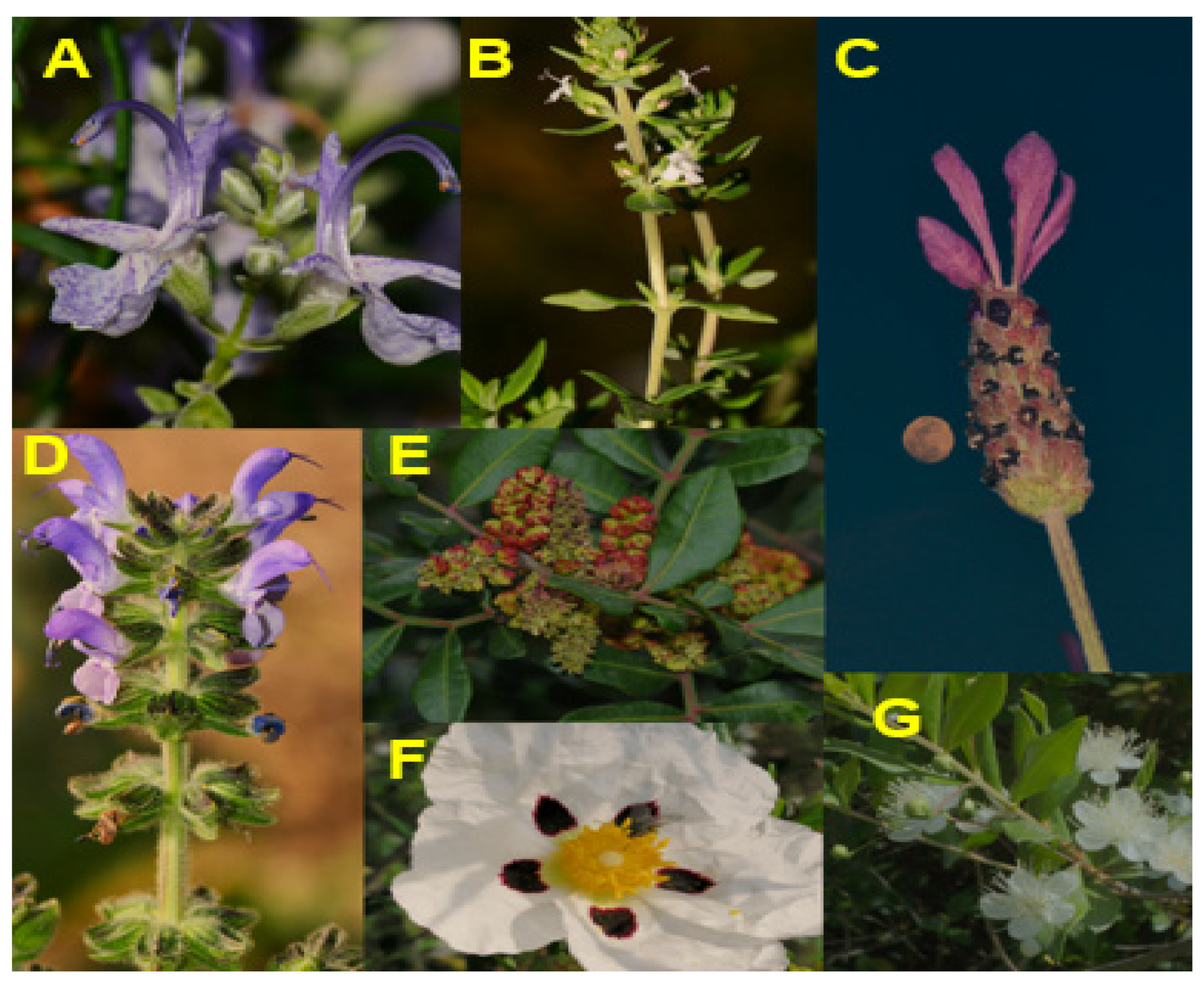 Cosmetics 07 00077 g004