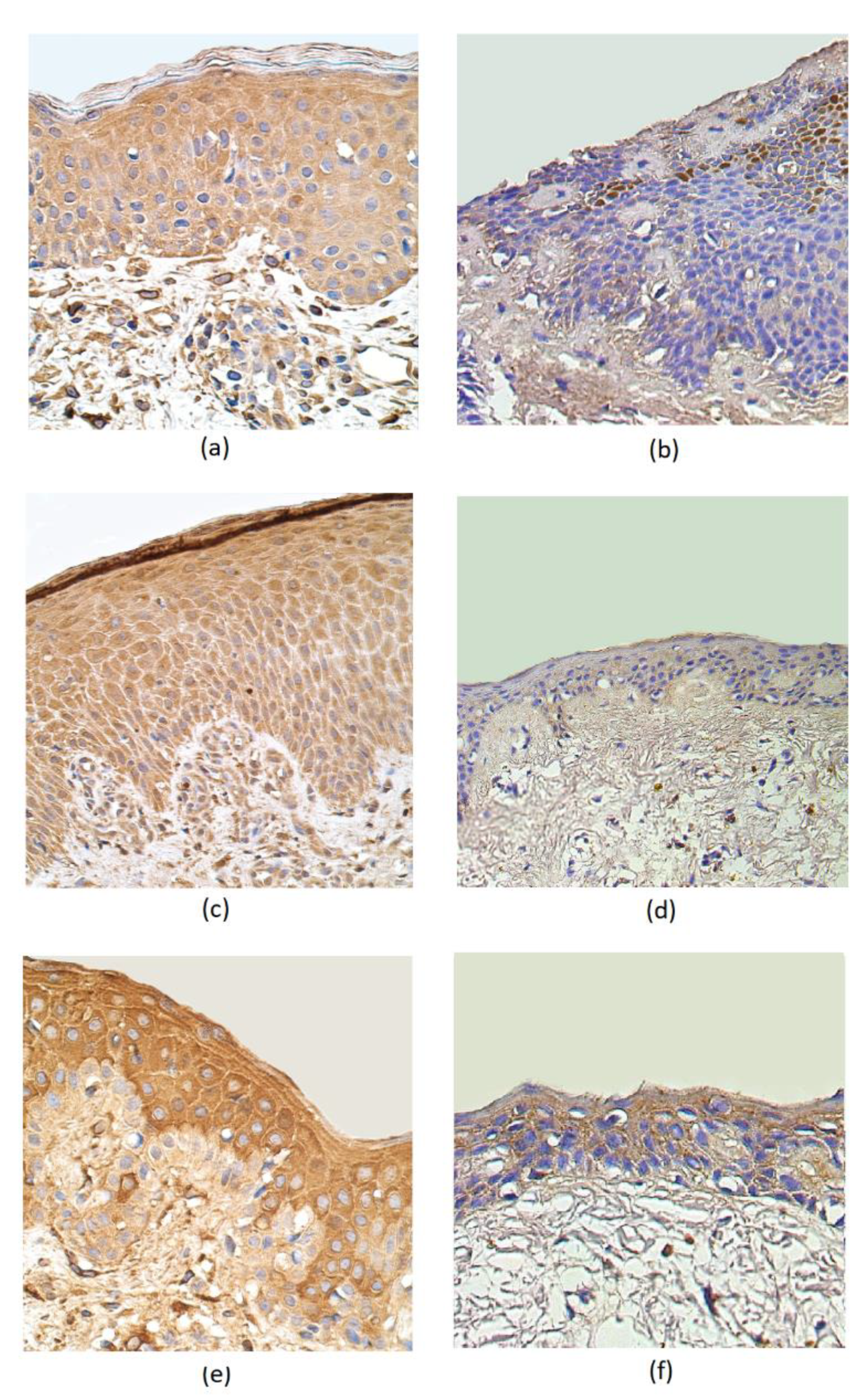 Cosmetics 07 00082 g002 Cosmetics 07 00082 g002