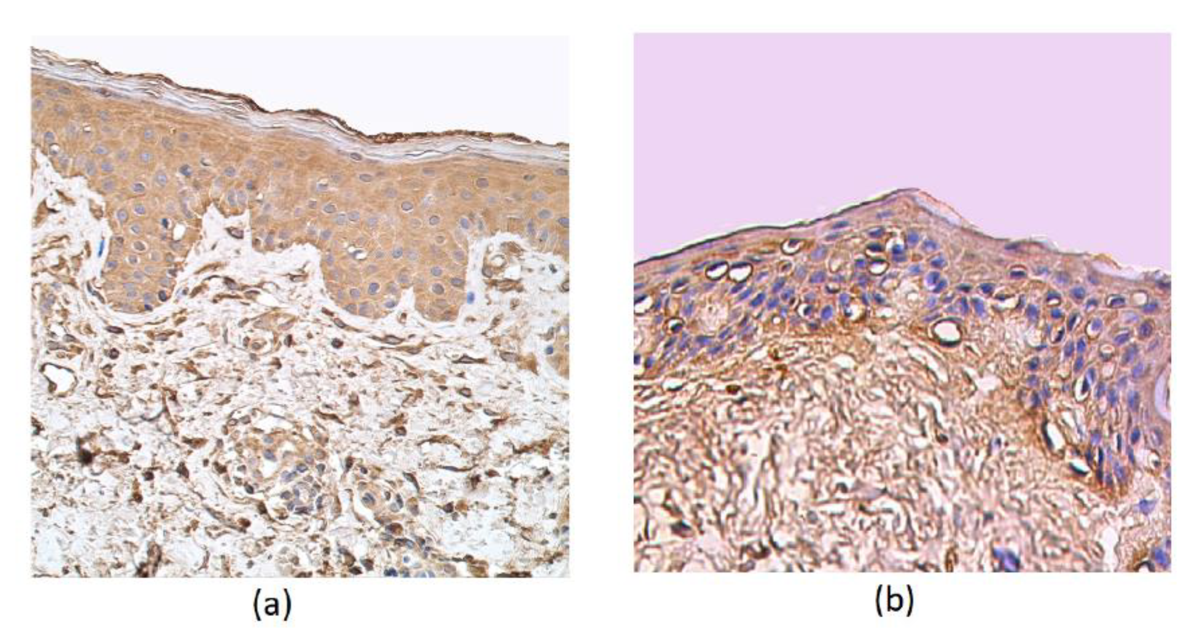 Cosmetics 07 00082 g004 Cosmetics 07 00082 g004