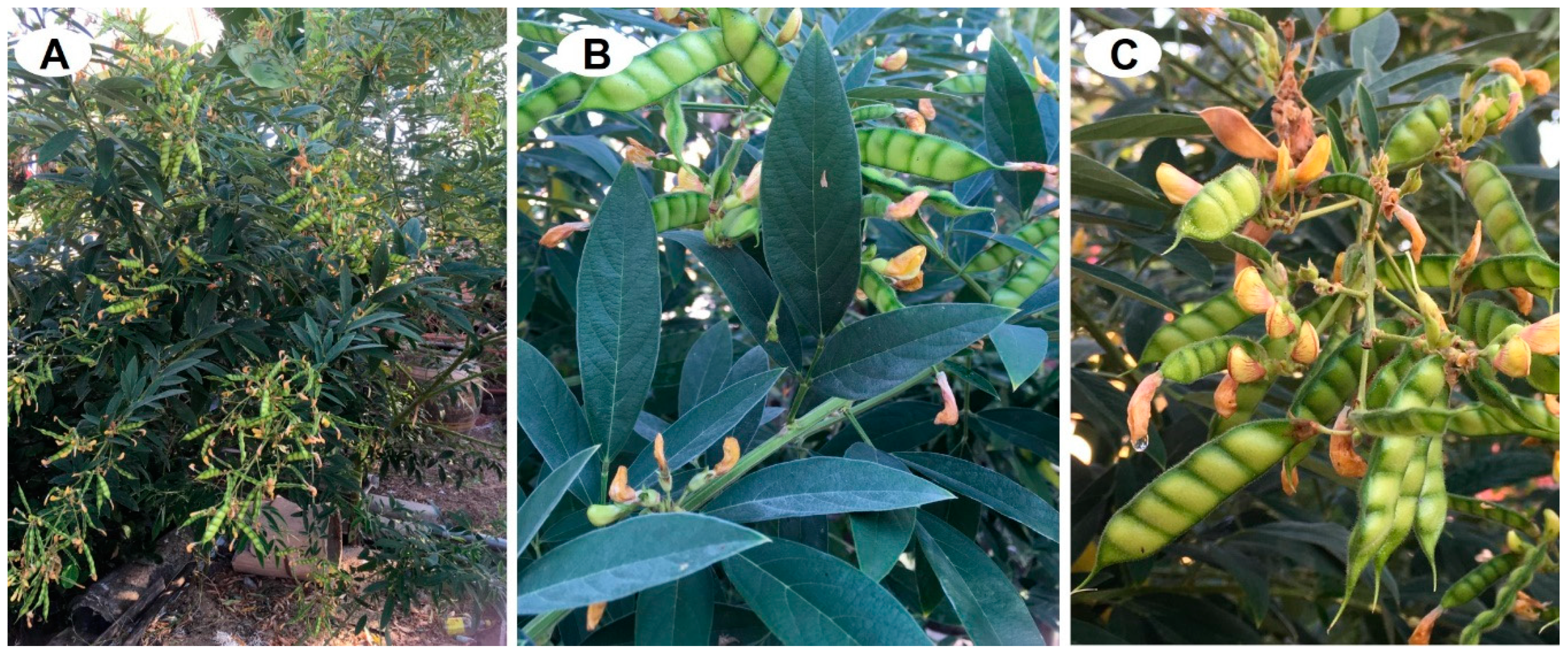 Cosmetics 07 00084 g001 Cosmetics 07 00084 g001