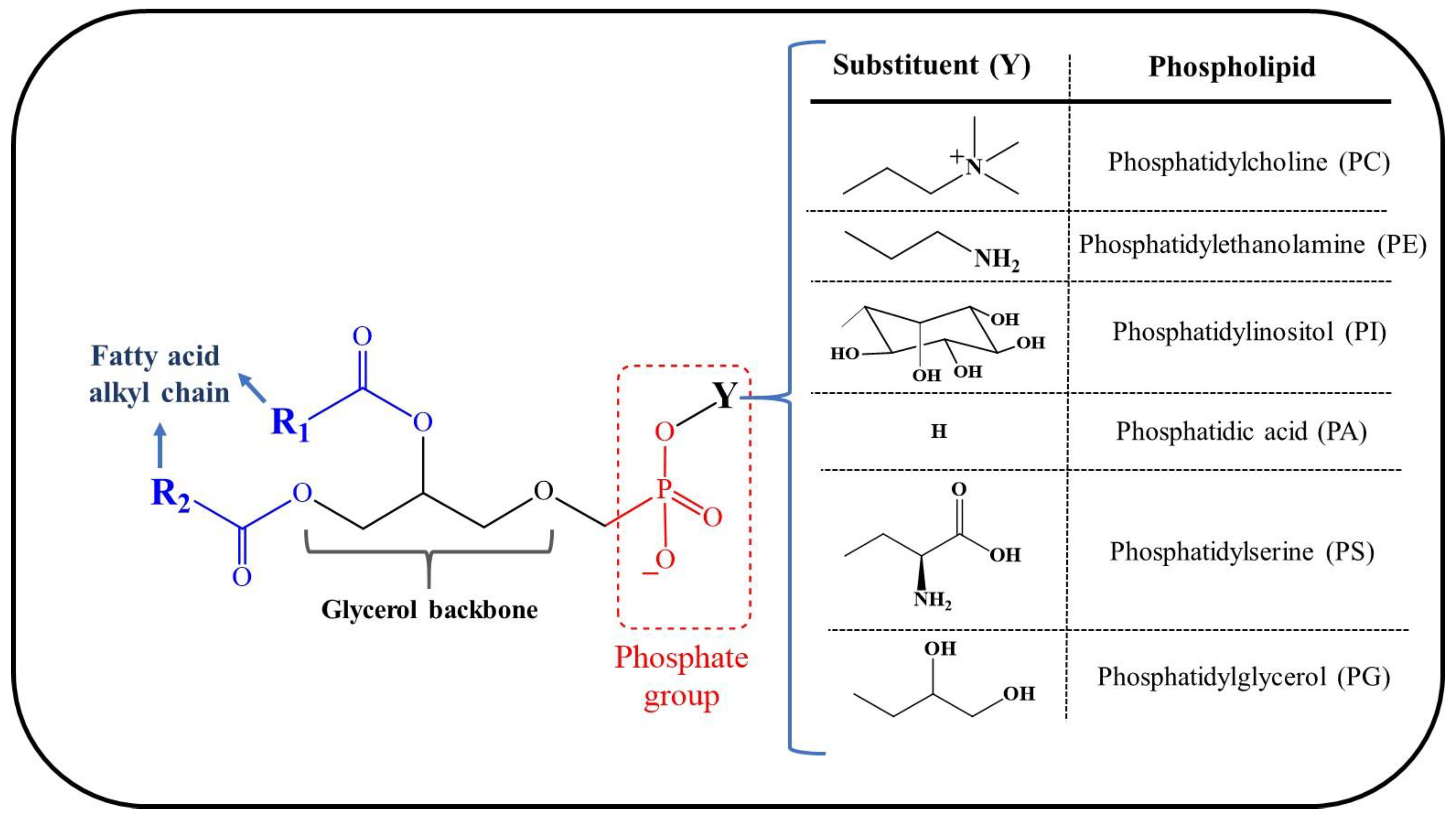 Cosmetics Free FullText Lecithins from Vegetable, Land, and Marine