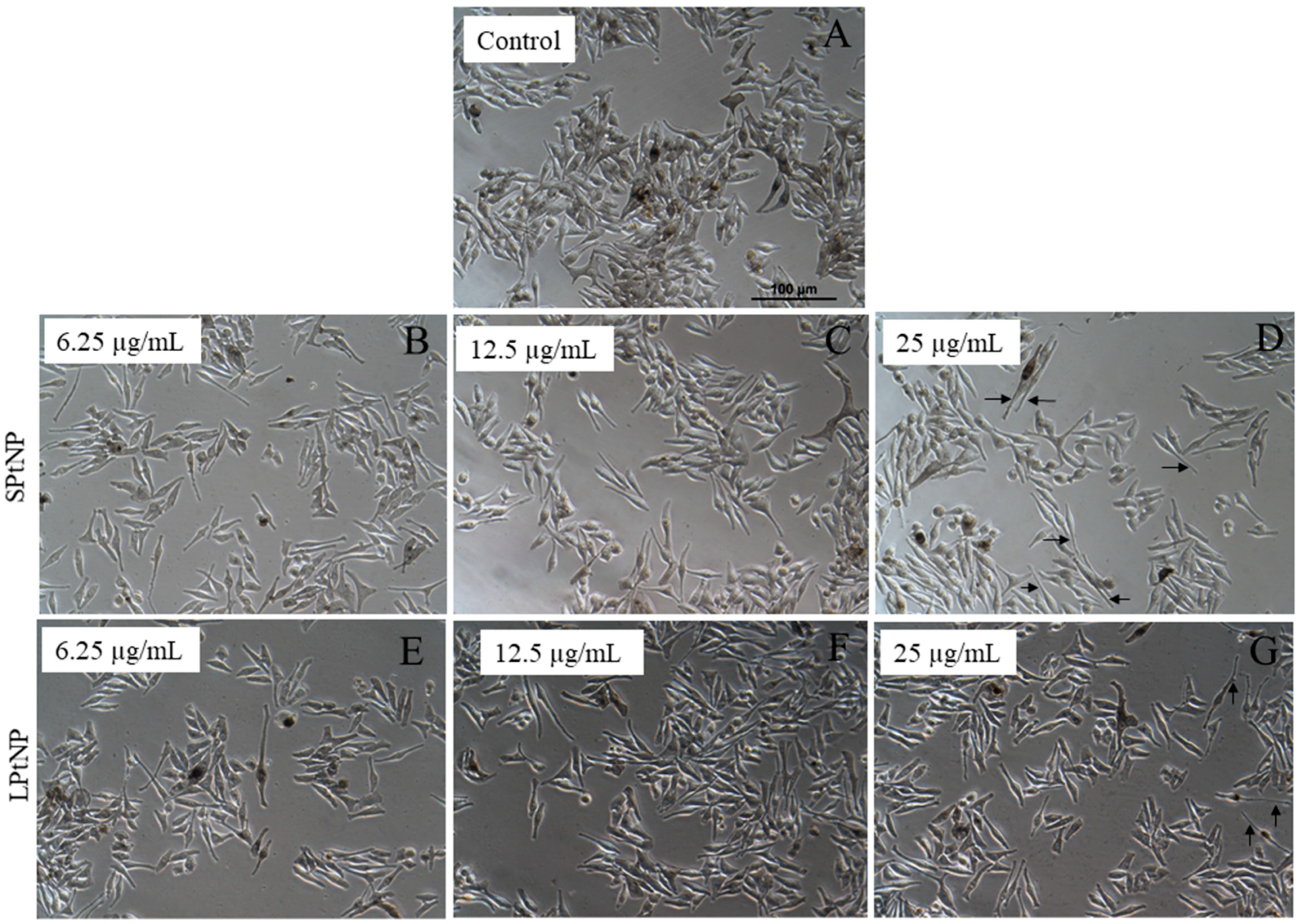 Cosmetics 07 00088 g002 Cosmetics 07 00088 g002