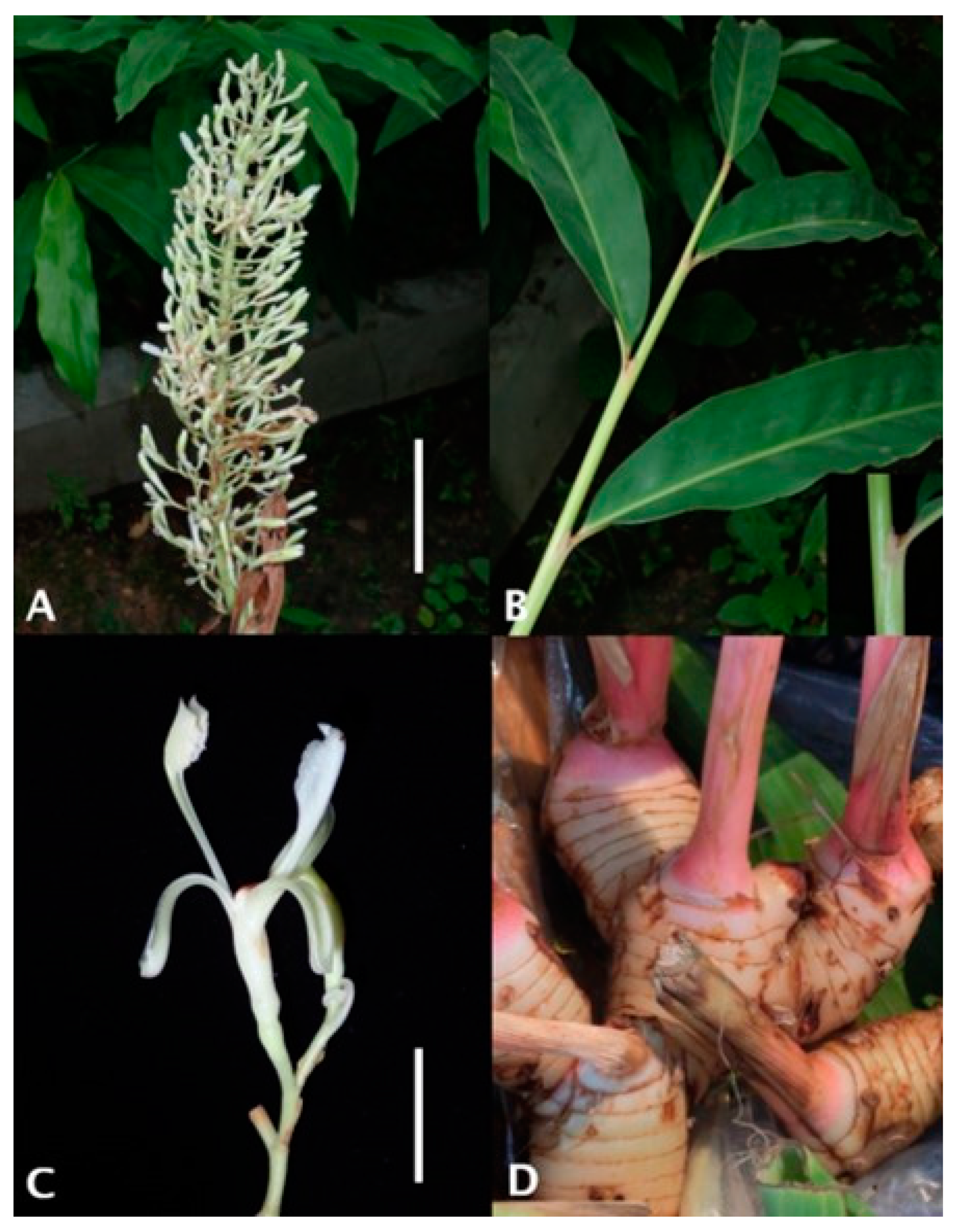 Cosmetics 07 00089 g001 Cosmetics 07 00089 g001