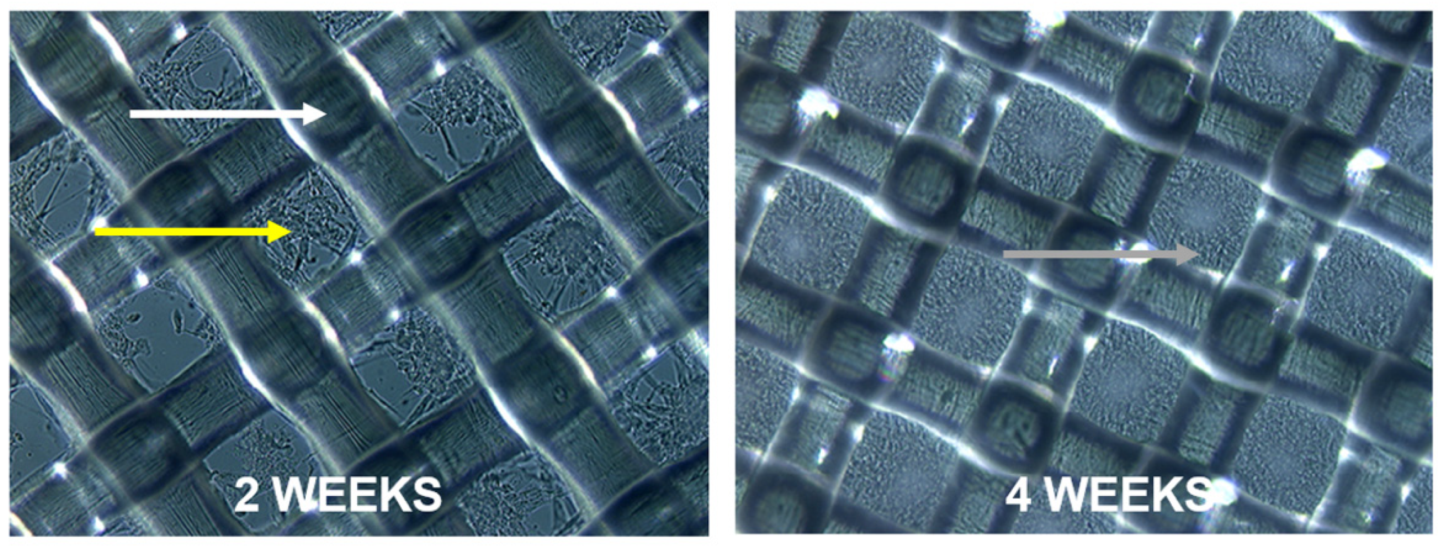 Cosmetics 08 00005 g002