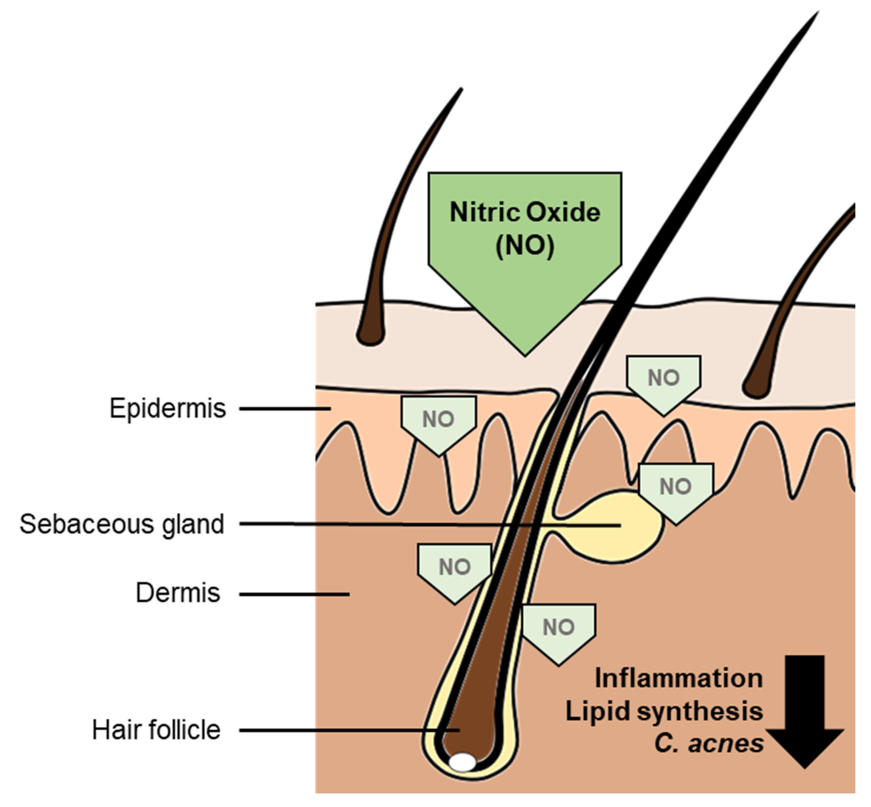 Cosmetics 08 00016 g005