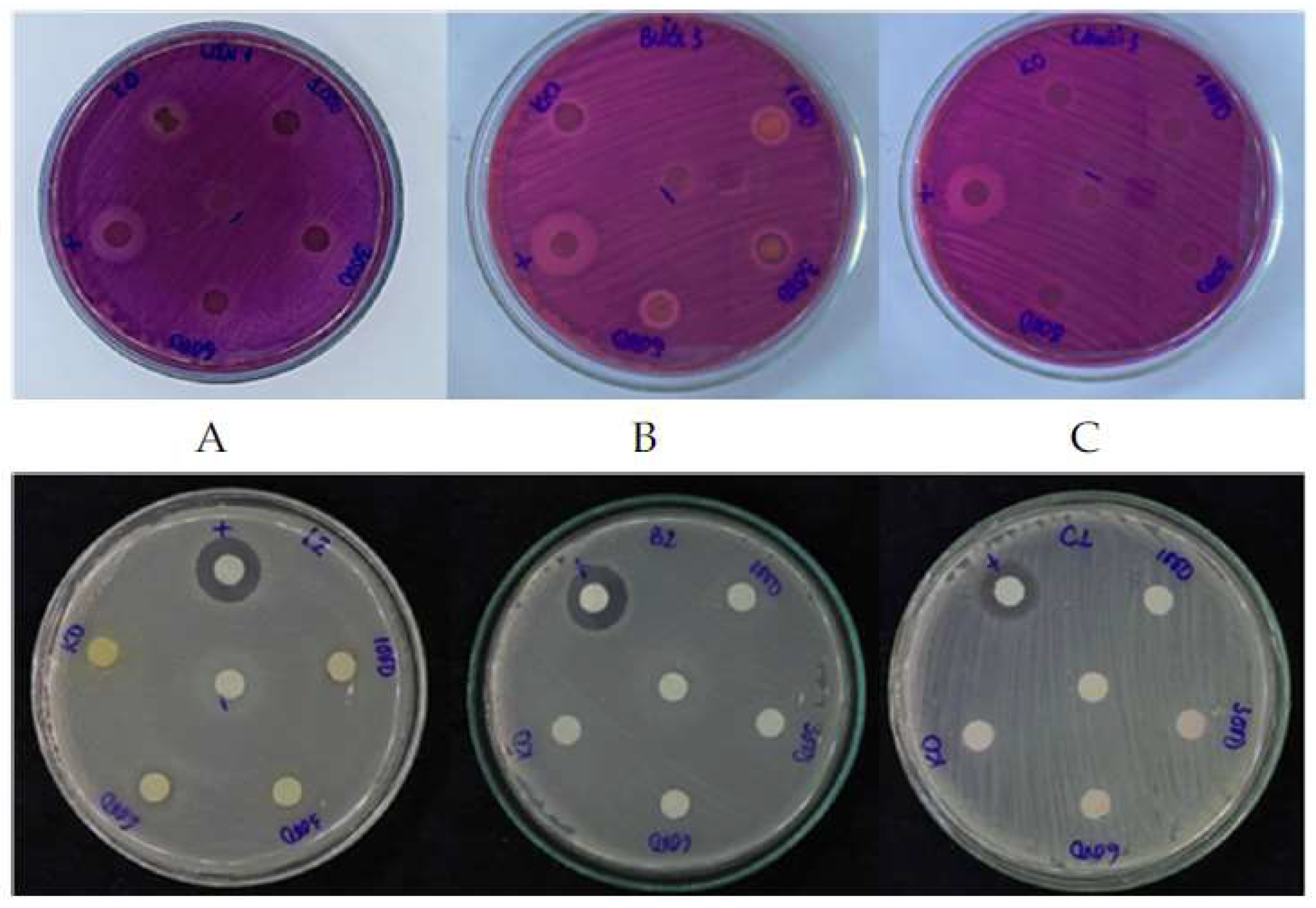 Cosmetics 08 00033 g001