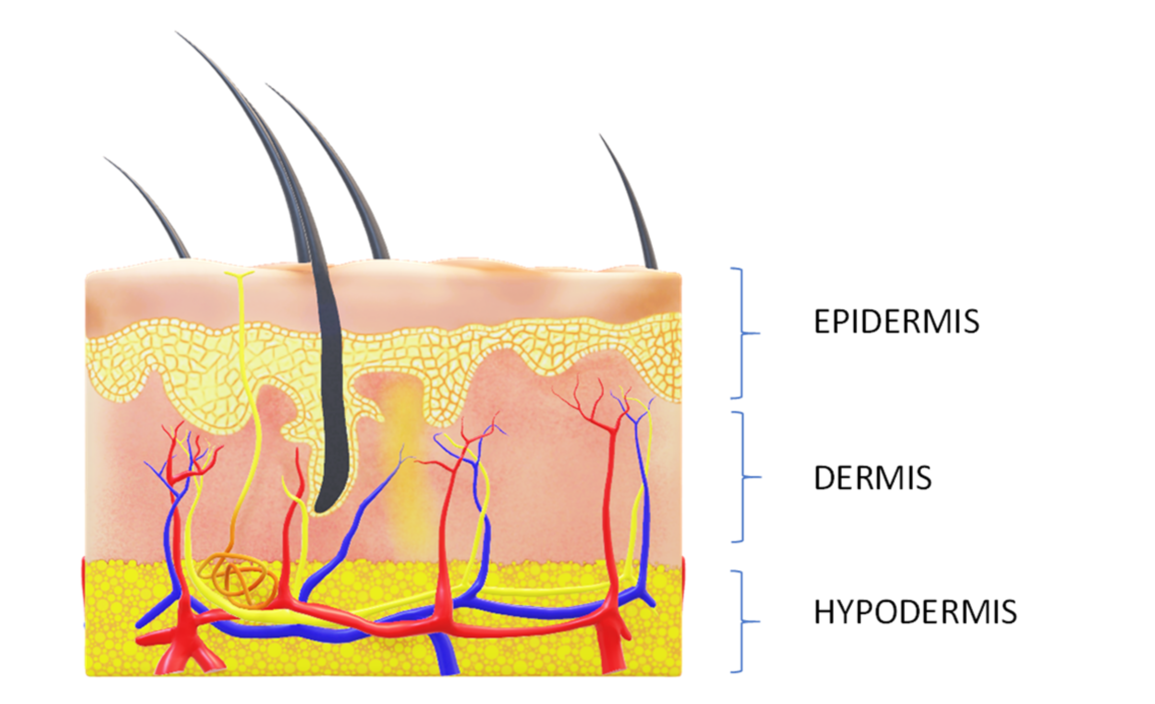 affaire elmaleh suisse anti aging anti aging éjszakai krém spikenard magdalena