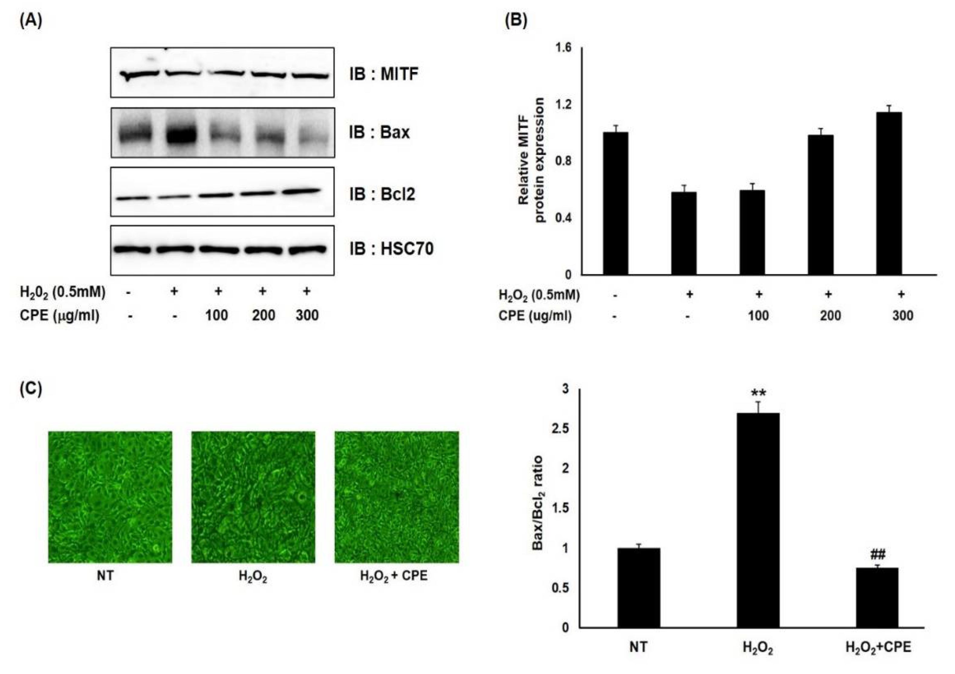Cosmetics 08 00067 g003 Cosmetics 08 00067 g003