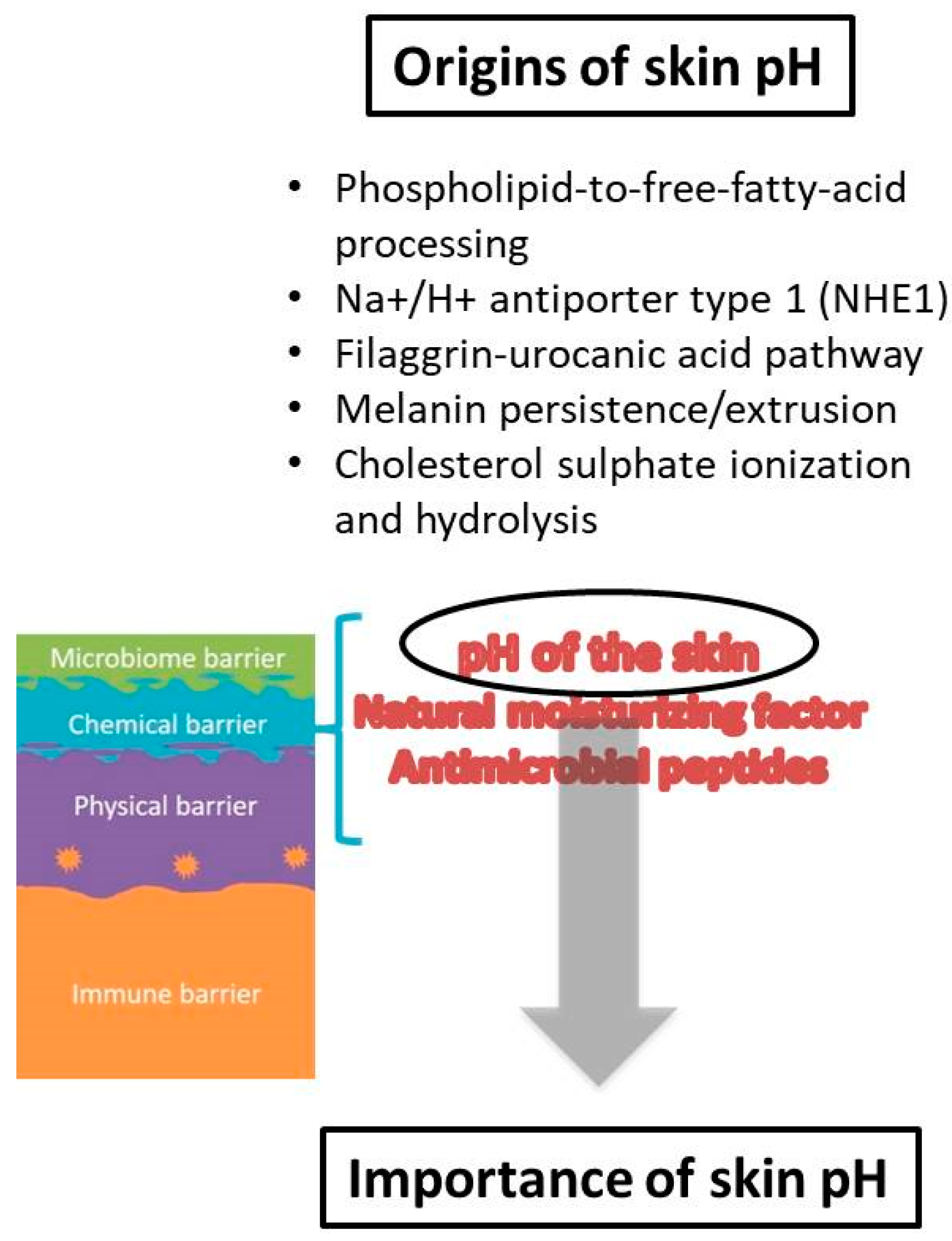 Cosmetics 08 00069 g002 Cosmetics 08 00069 g002