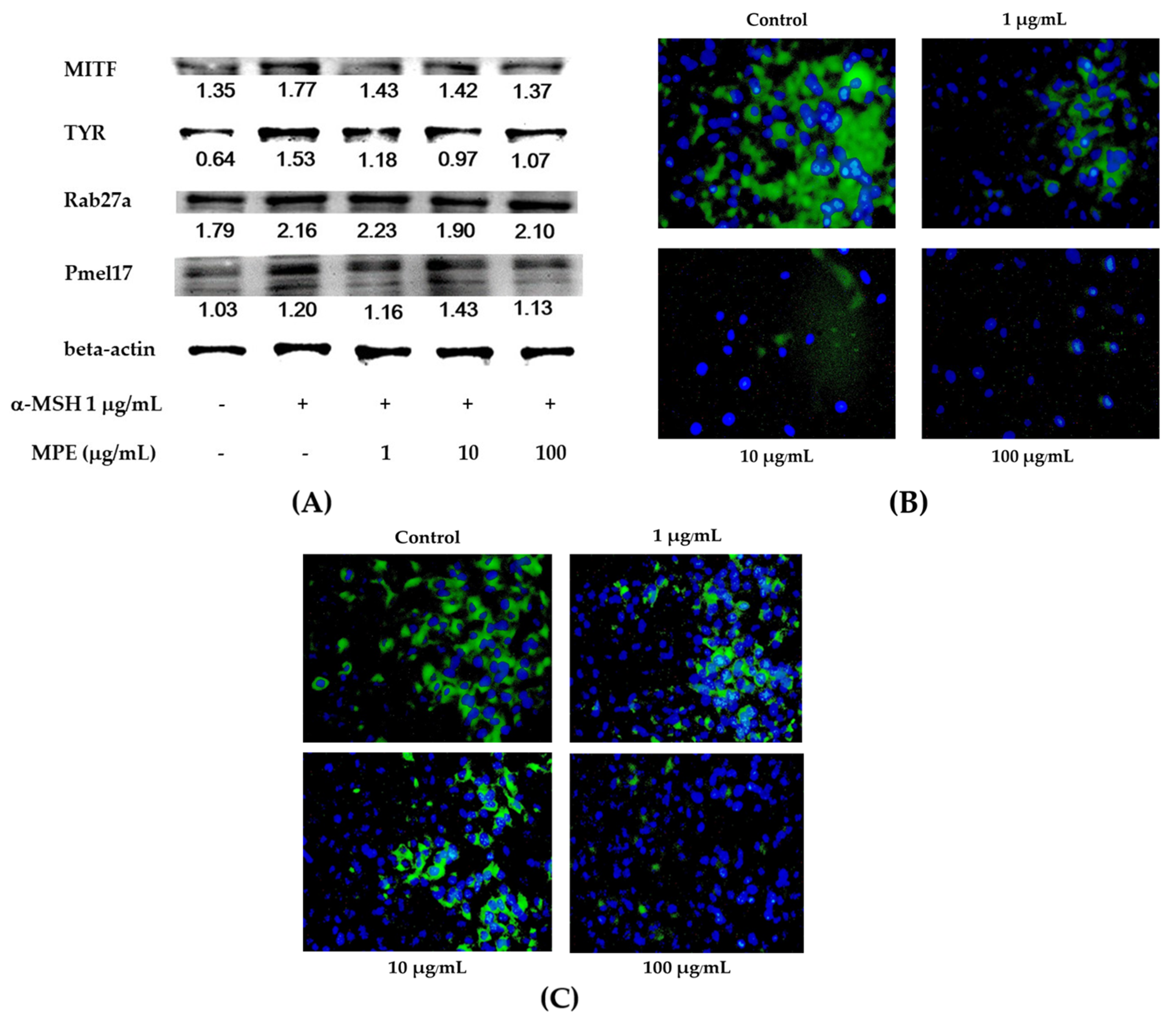 Cosmetics 08 00070 g003