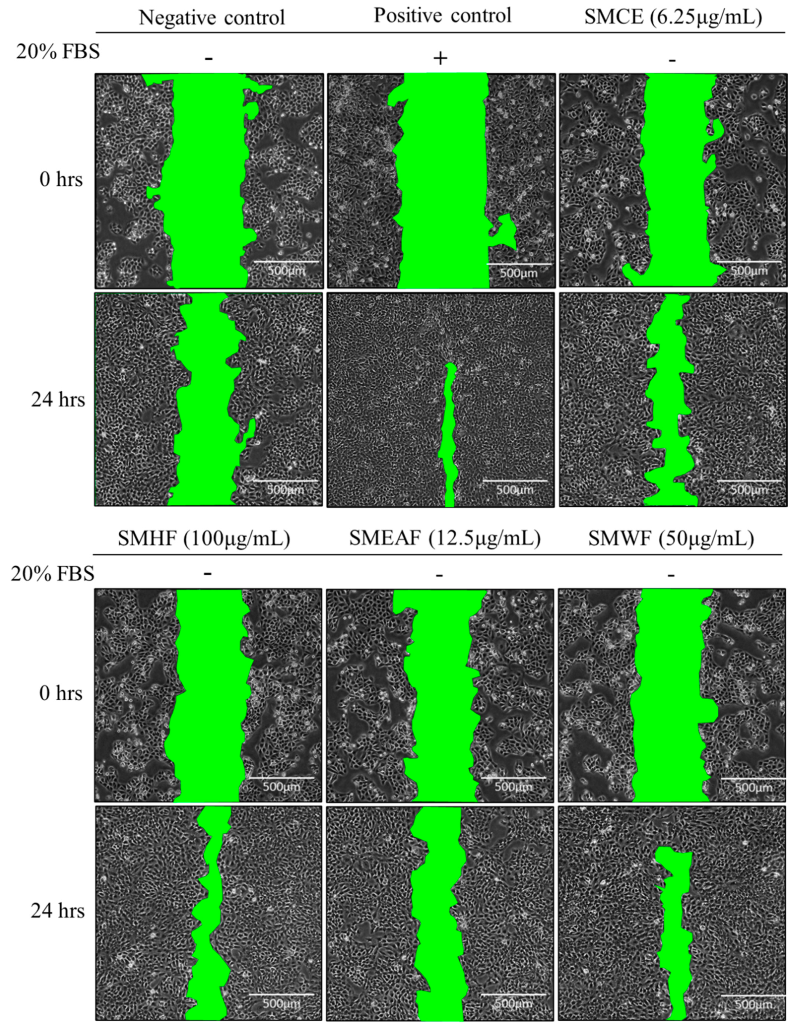 Cosmetics 08 00079 g003