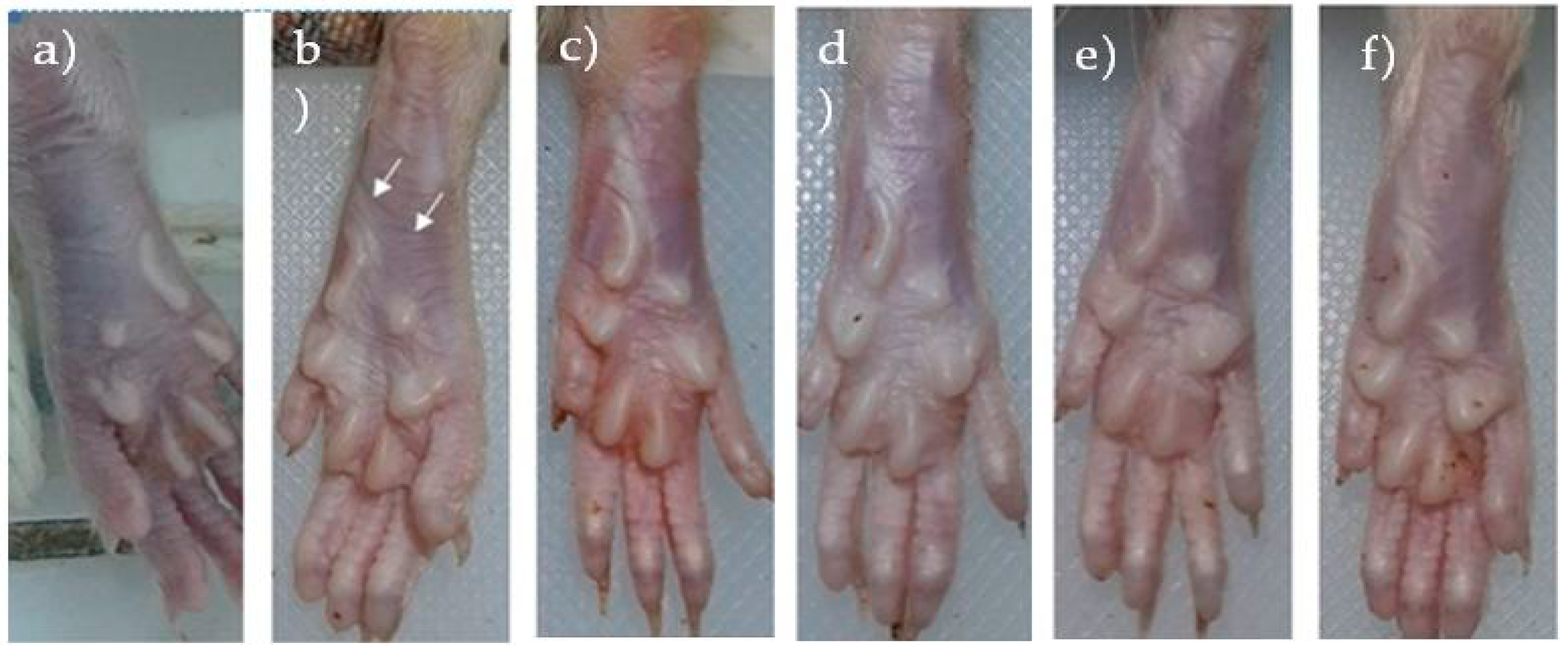 Cosmetics 08 00094 g005