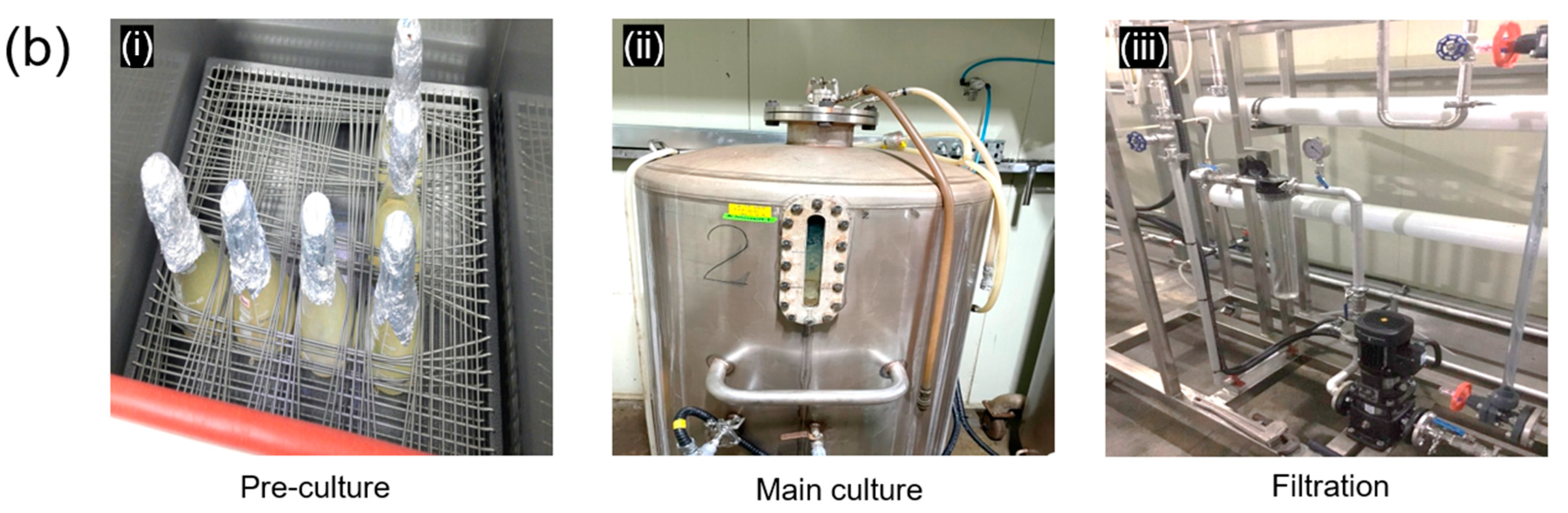 Cosmetics 08 00101 g001b