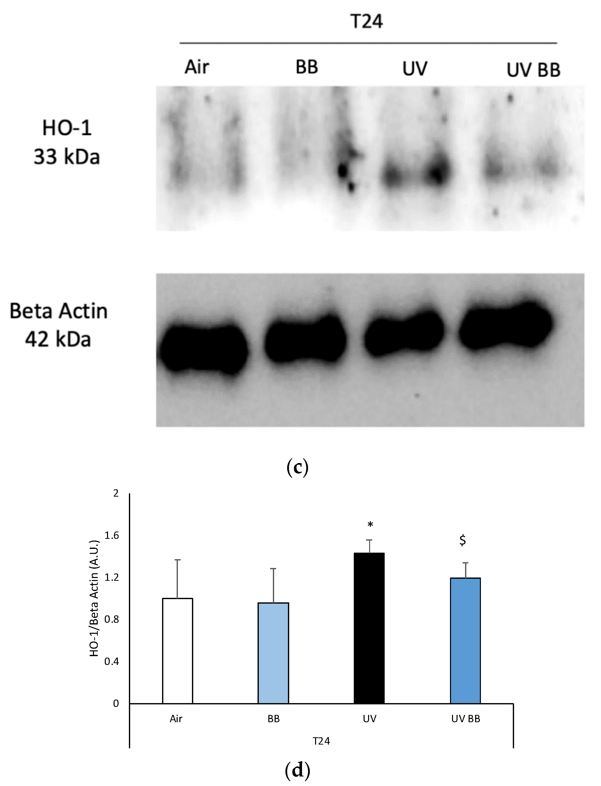 Cosmetics 08 00112 g003b