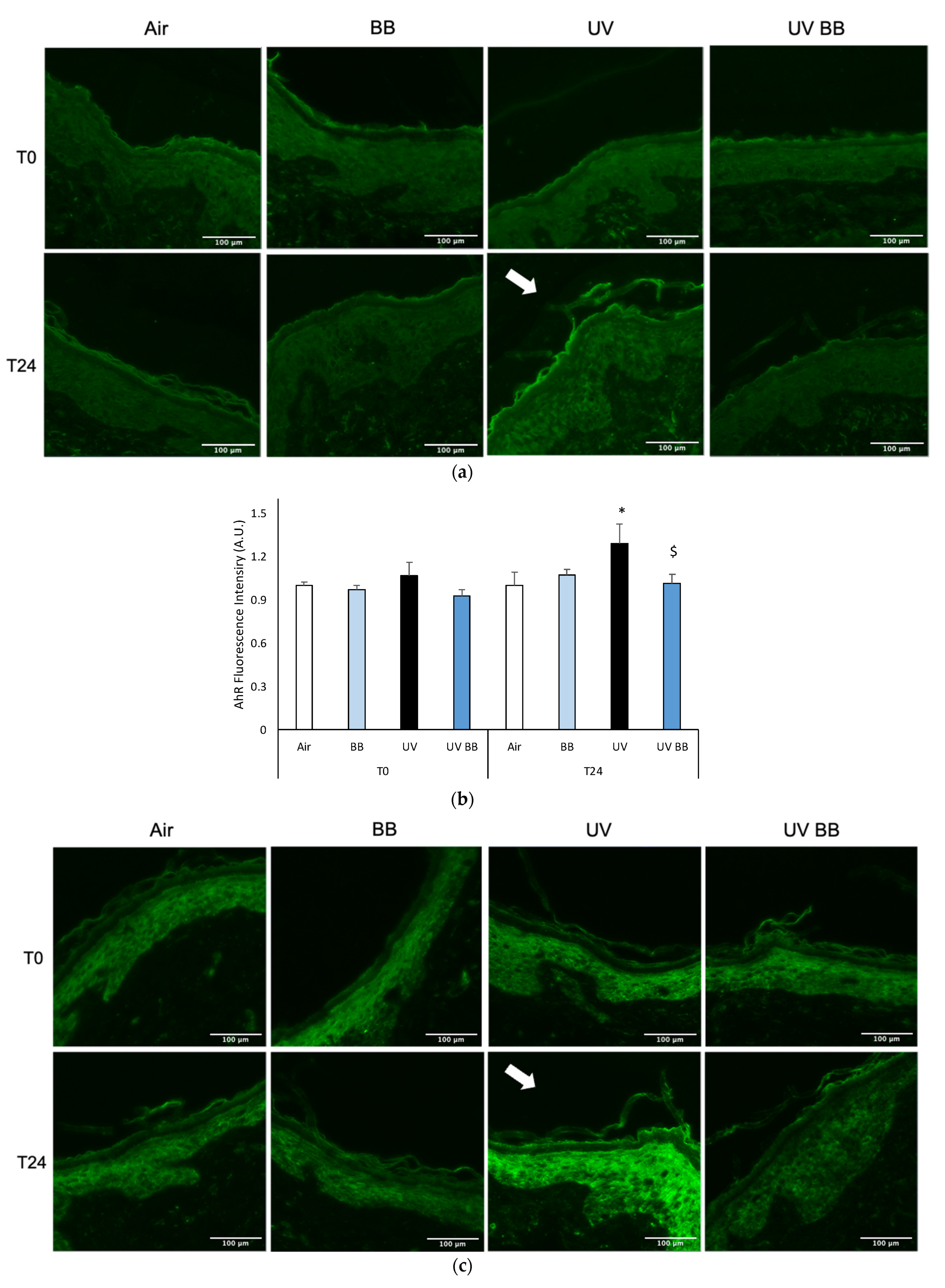 Cosmetics 08 00112 g004a
