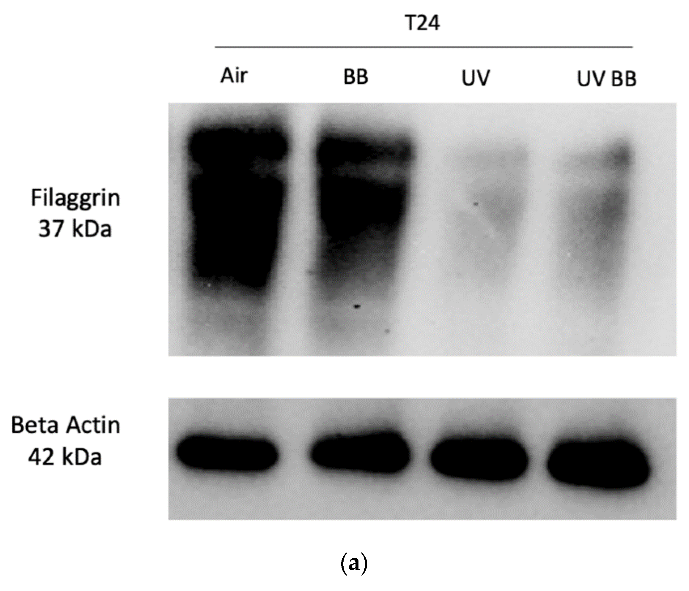 Cosmetics 08 00112 g005a