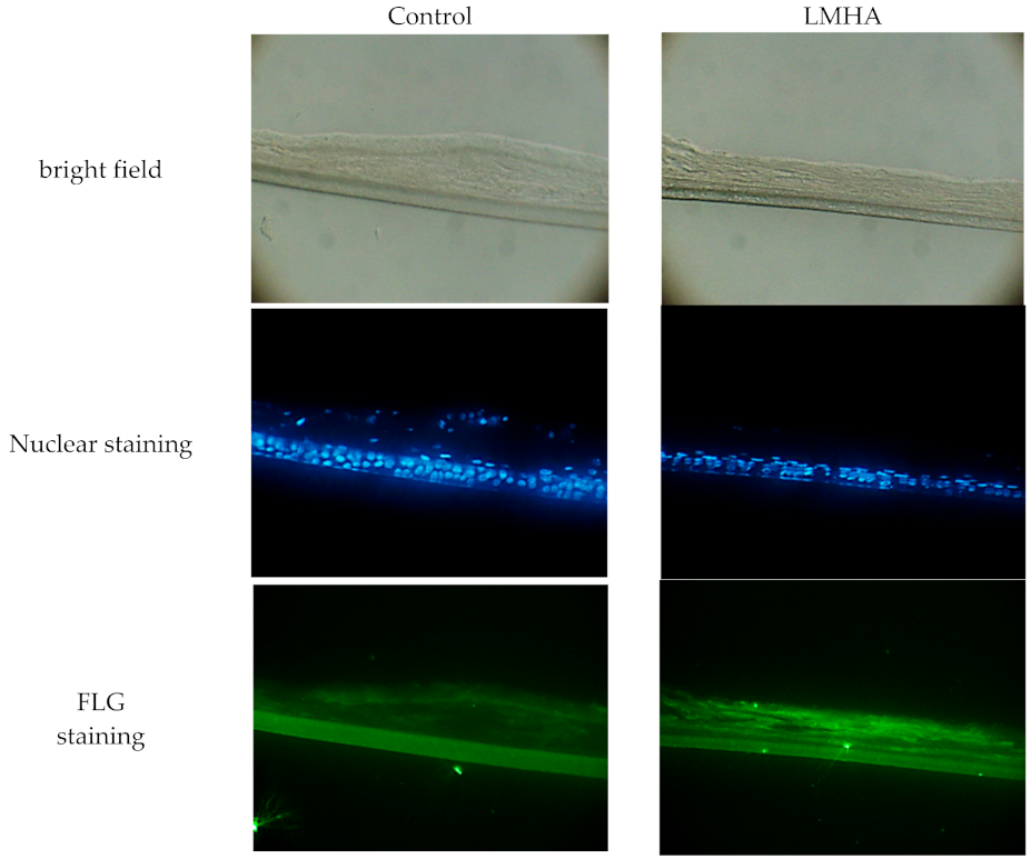 Cosmetics 08 00118 g003 550