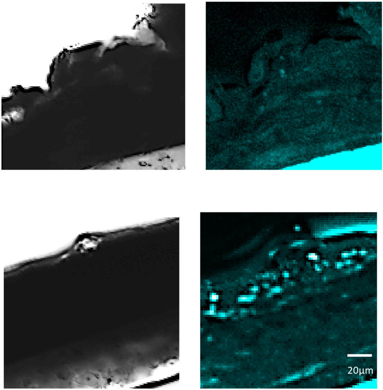 Cosmetics 08 00118 g004 550