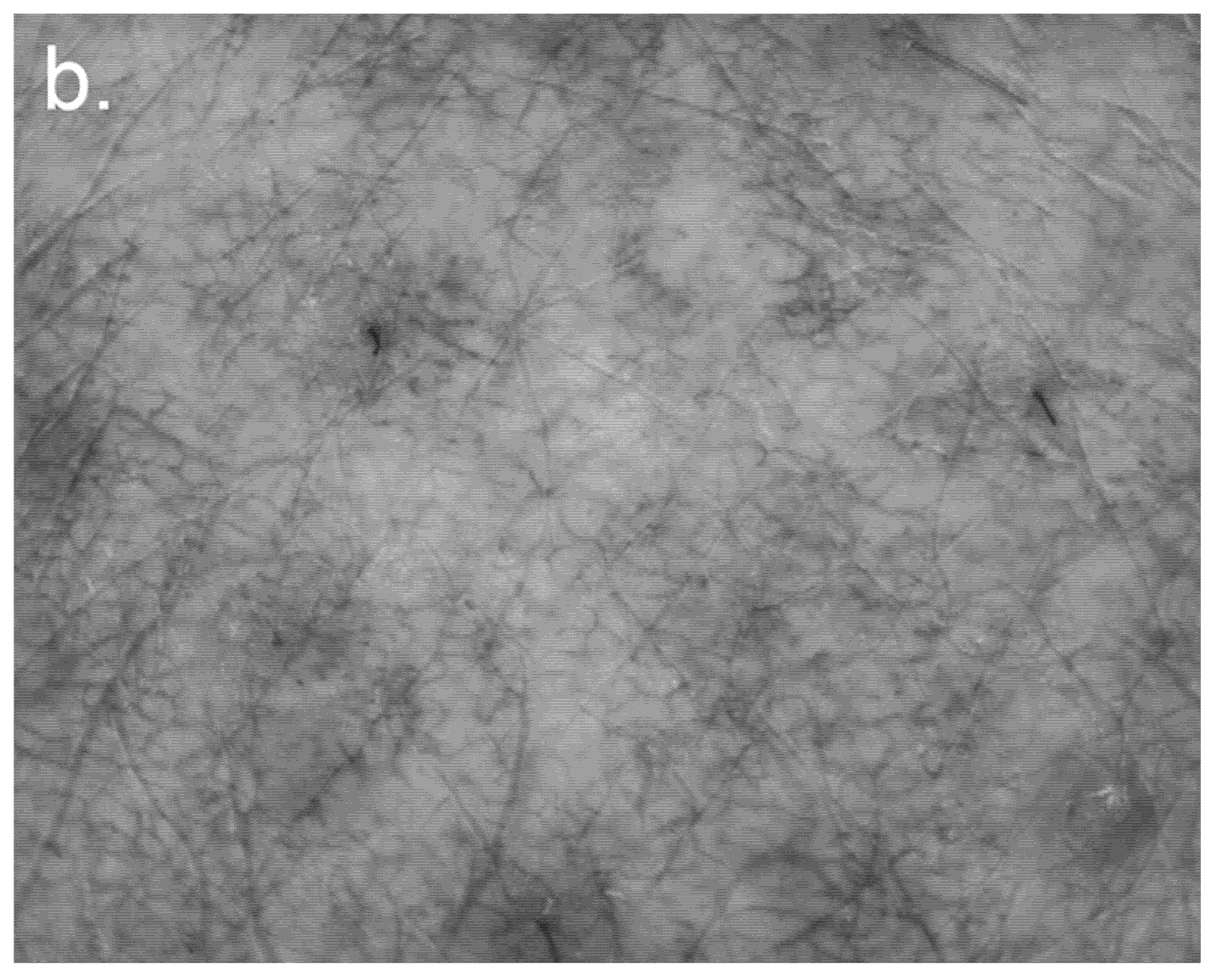 Cosmetics 09 00005 g001b