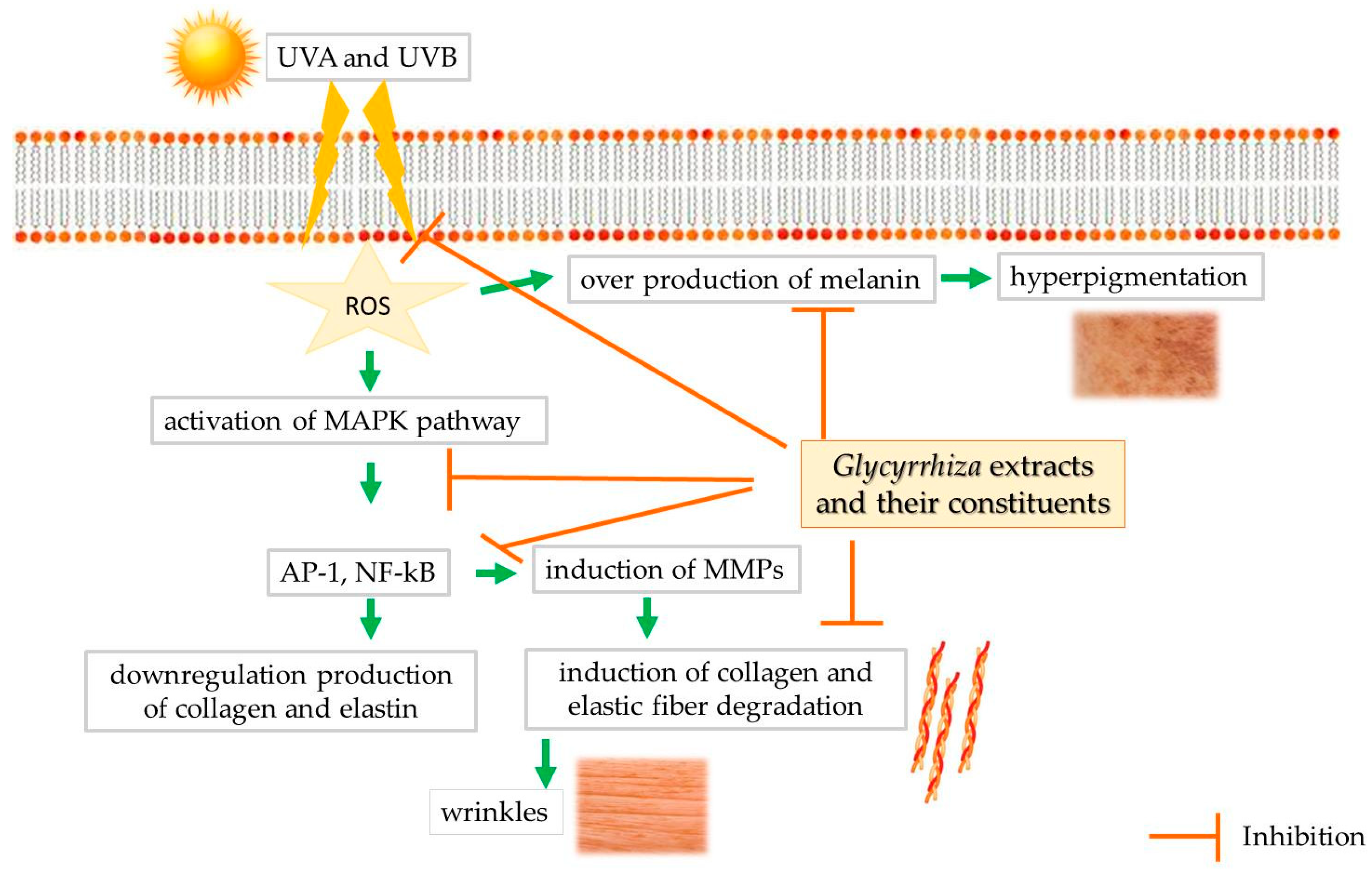 Cosmetics 09 00007 g004