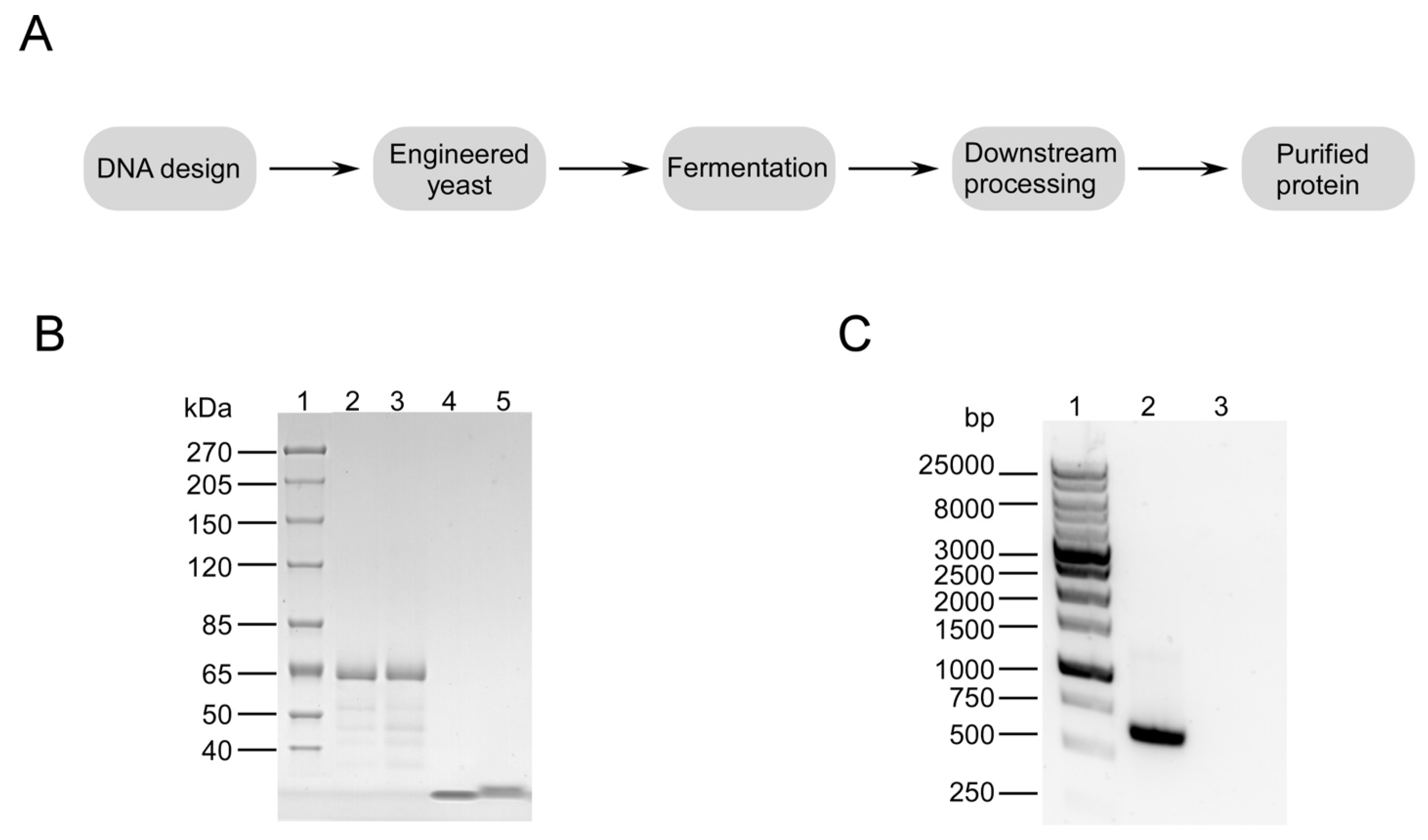 Cosmetics 09 00008 g001 550