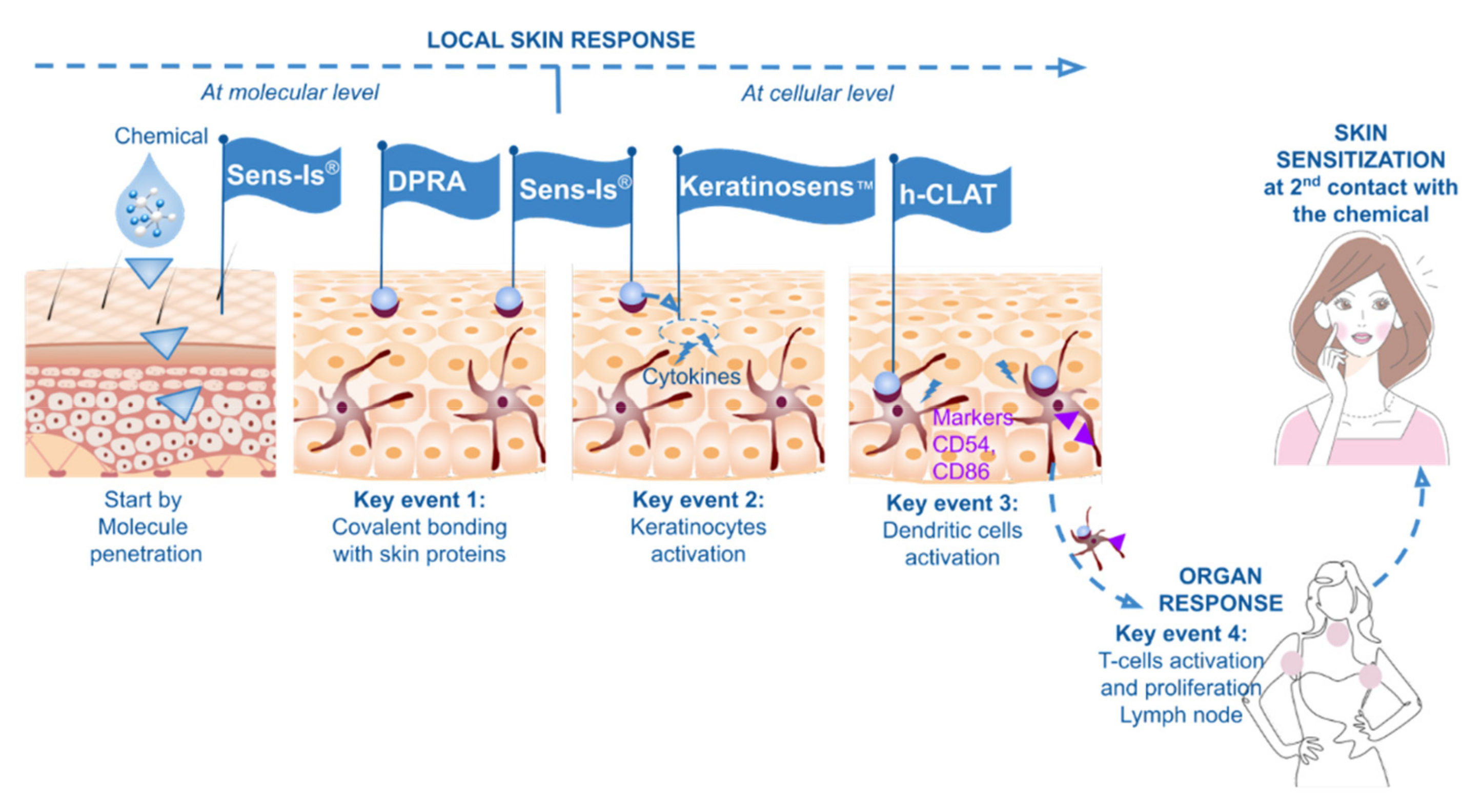 Cosmetics 09 00040 g001 550