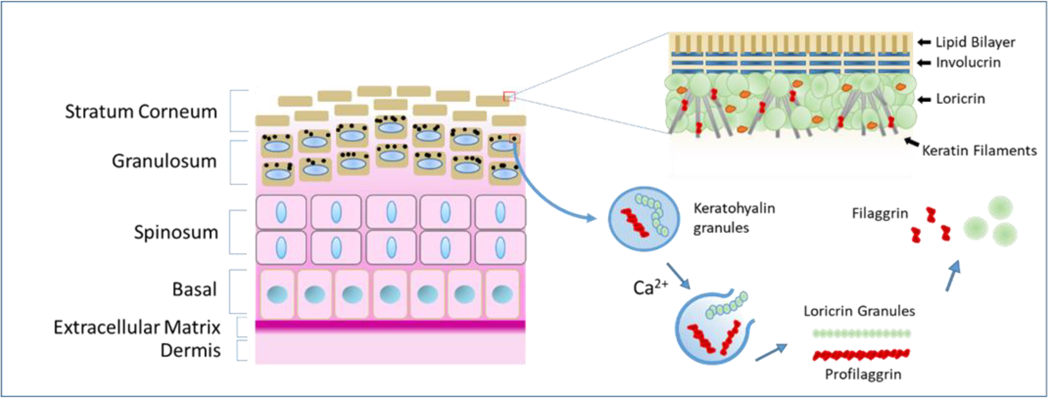 Cosmetics 09 00077 g003