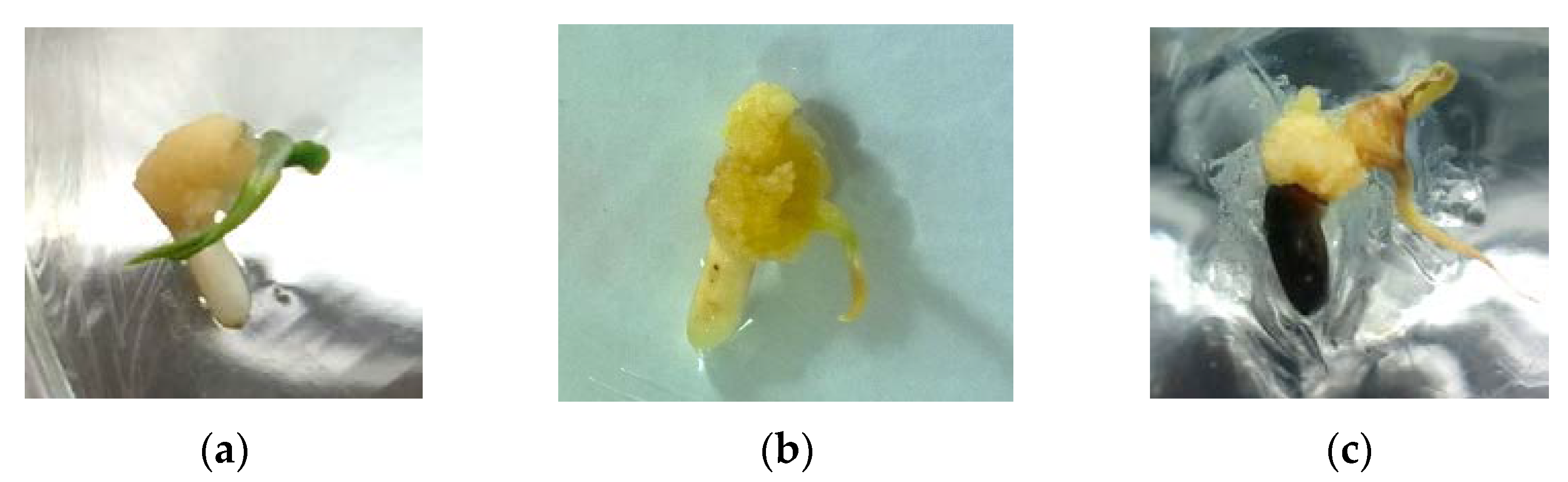 Cosmetics 09 00079 g002