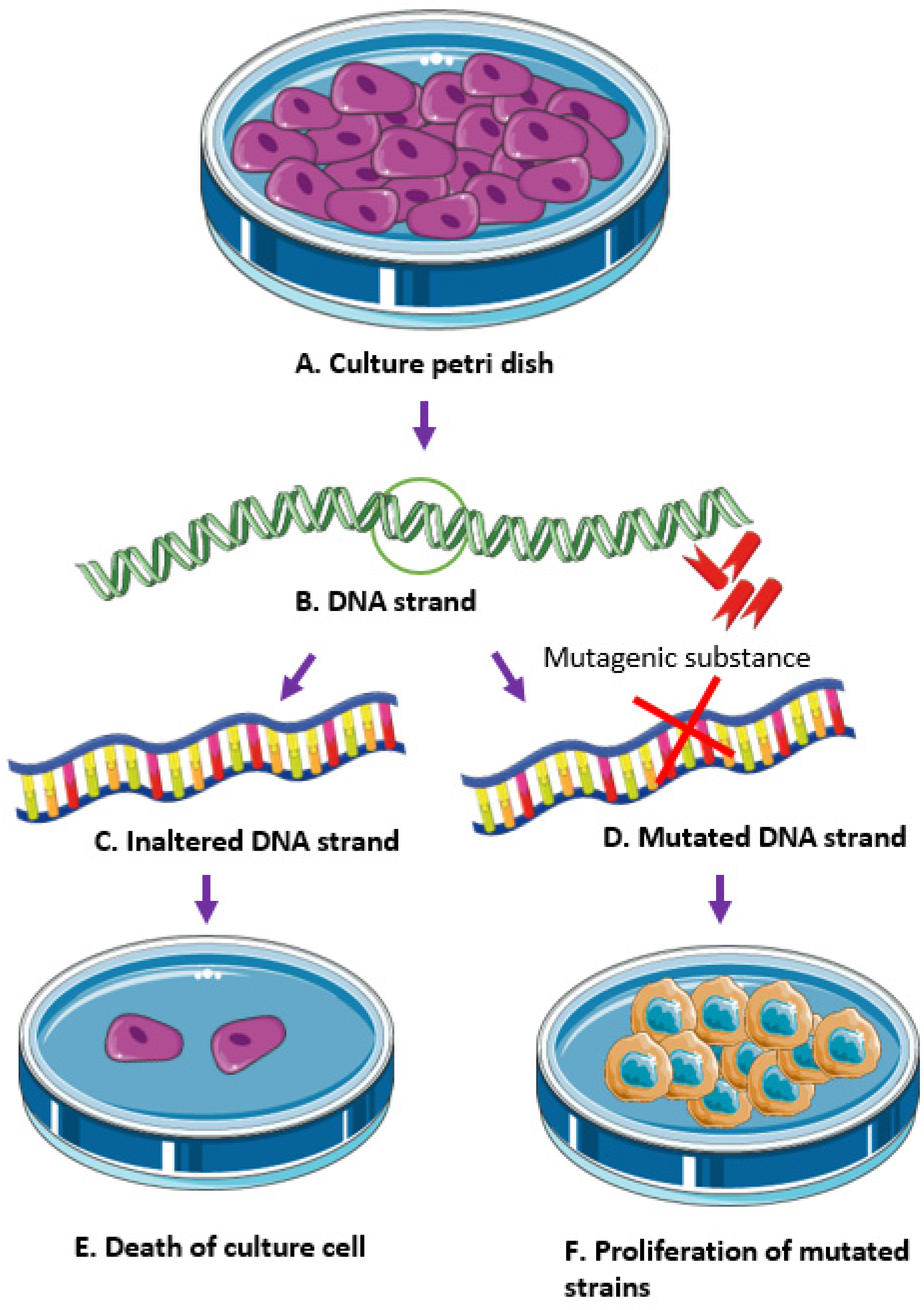 Cosmetics 09 00083 g005 Cosmetics 09 00083 g005