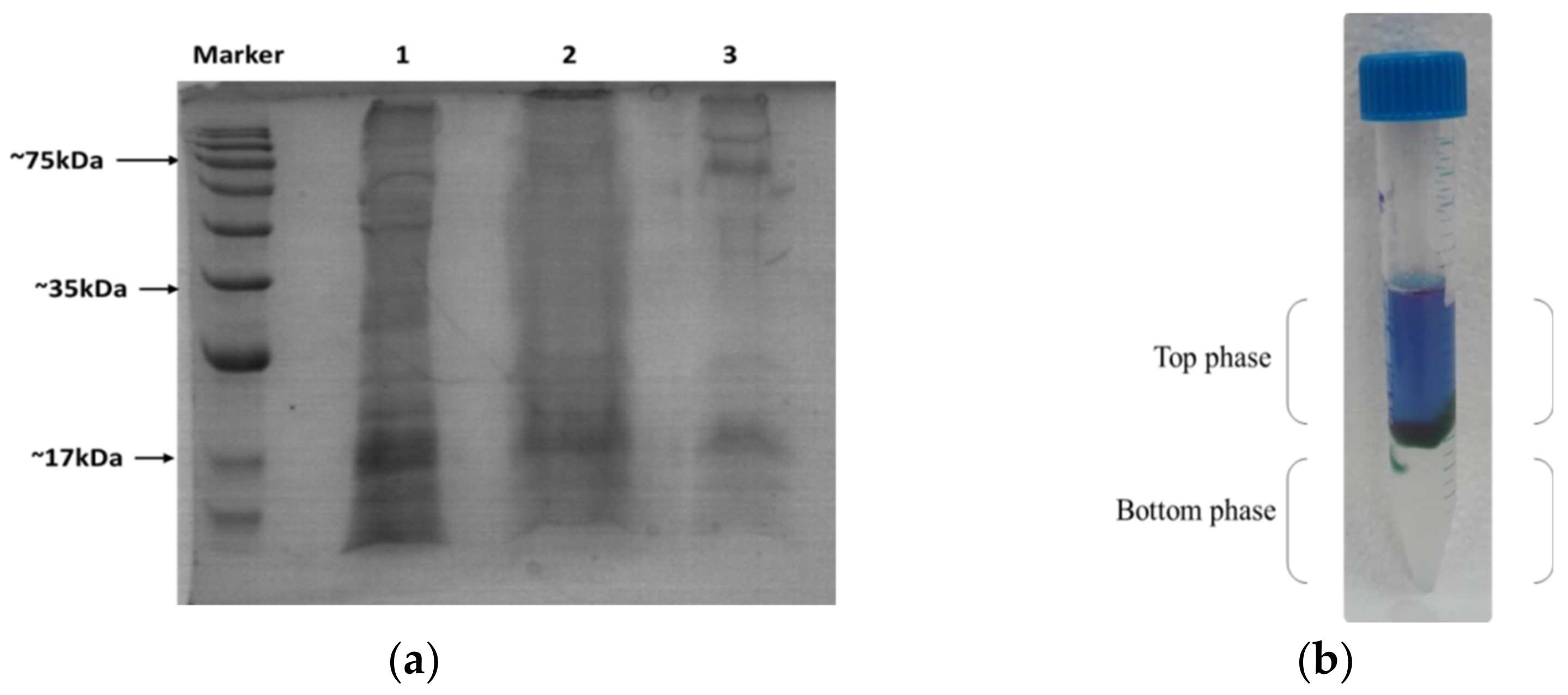 Cosmetics 09 00106 g005 Cosmetics 09 00106 g005