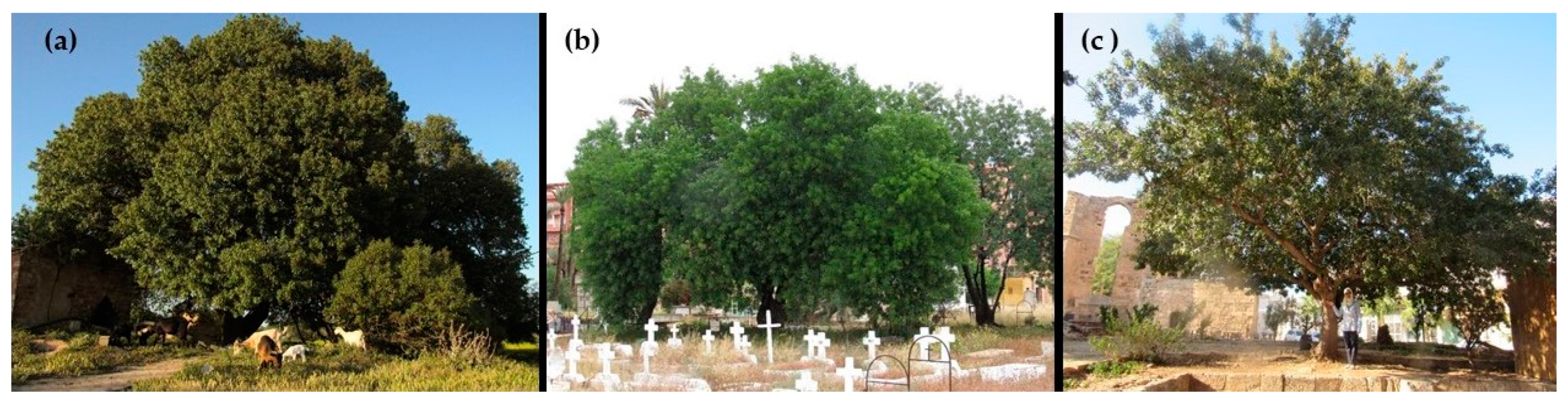 Cosmetics 09 00109 g002 Cosmetics 09 00109 g002