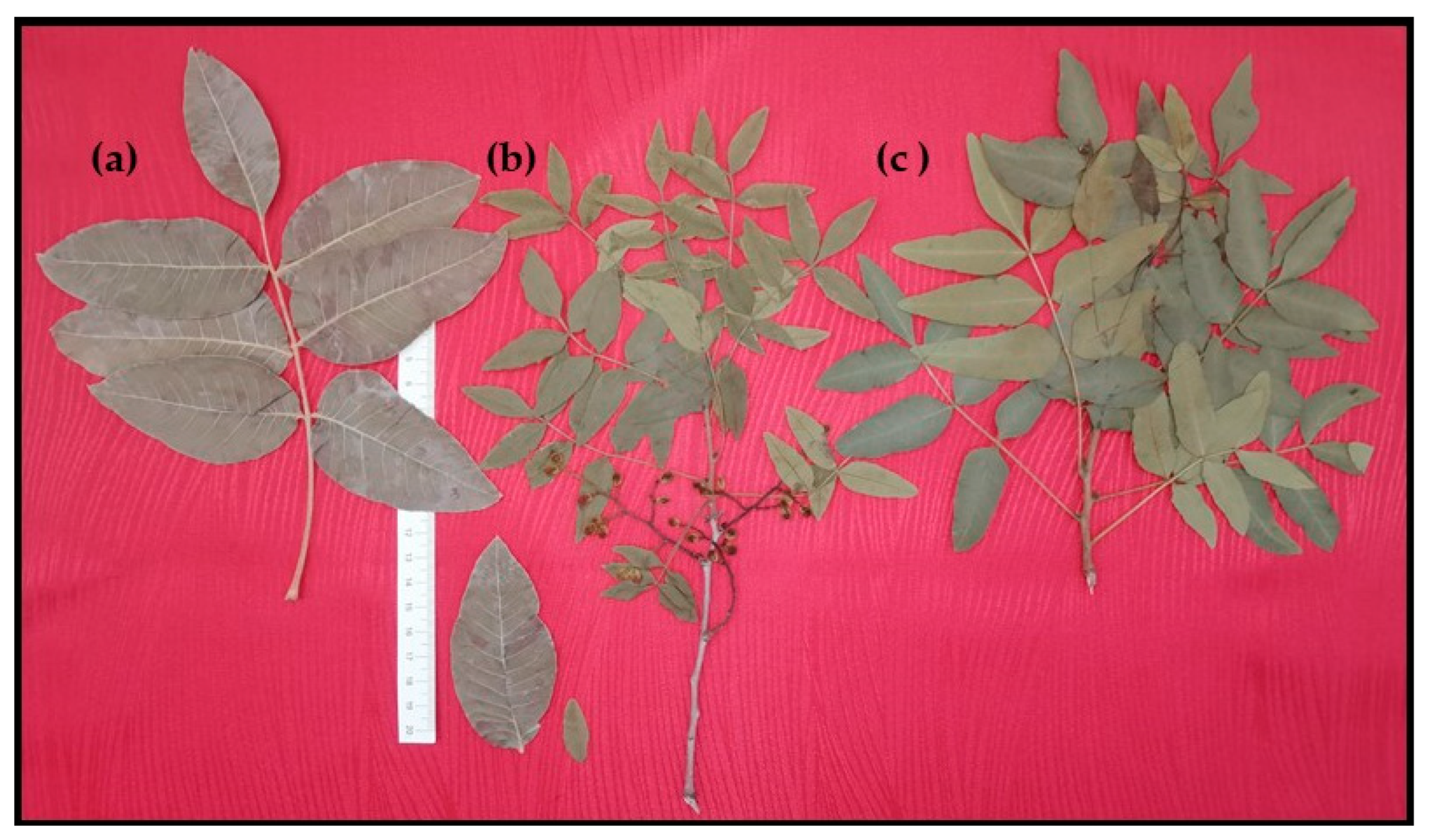 Cosmetics 09 00109 g003 Cosmetics 09 00109 g003