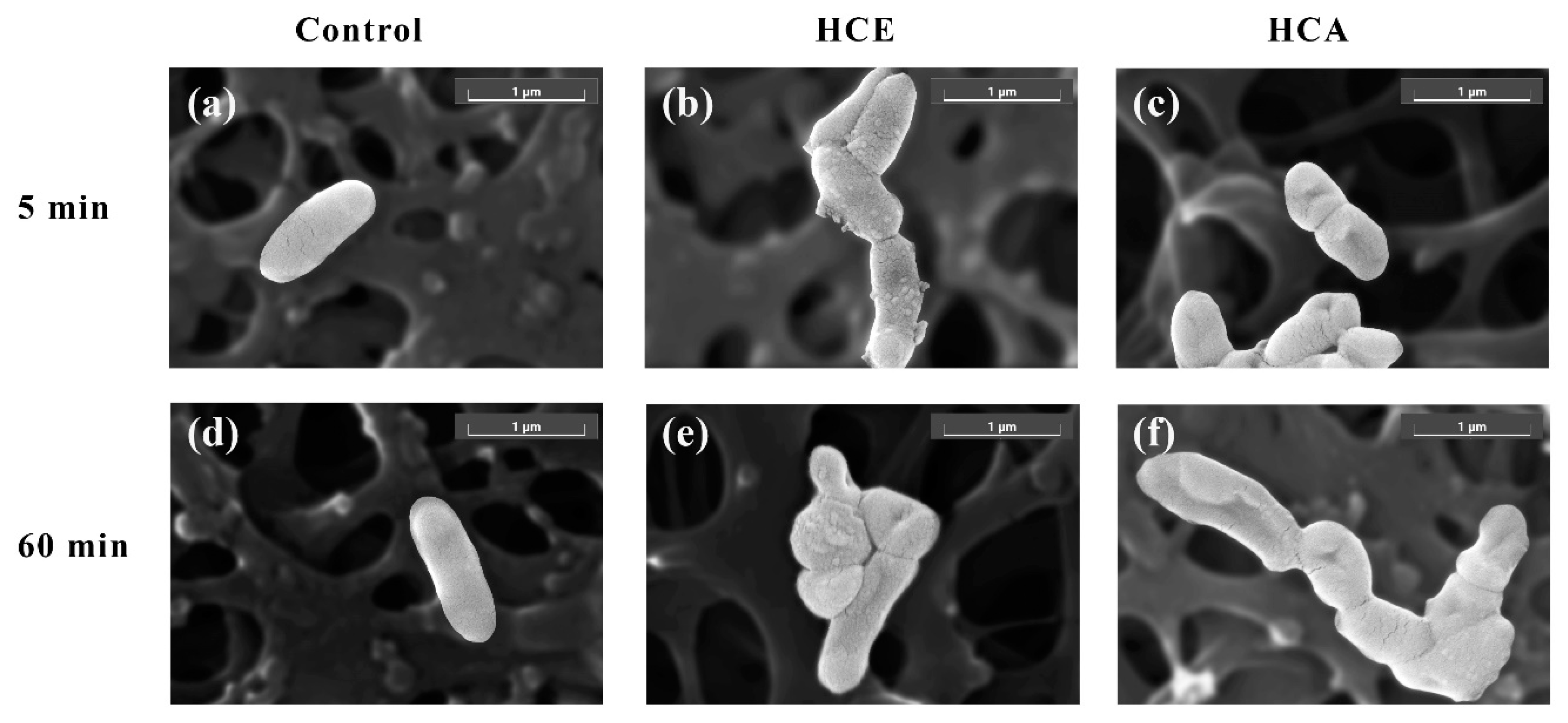 Cosmetics 09 00136 g001 Cosmetics 09 00136 g001