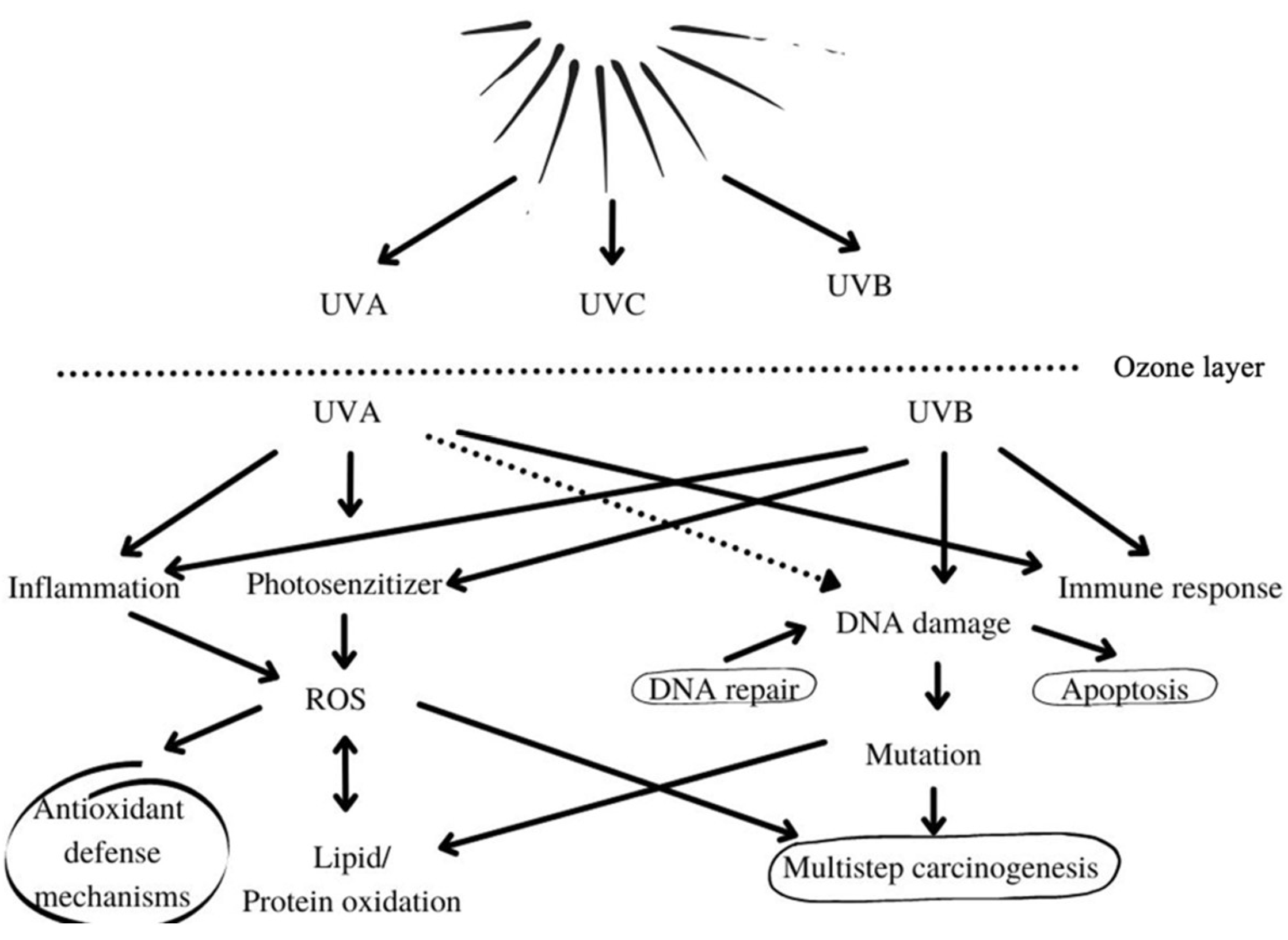 Cosmetics 09 00141 g001 Cosmetics 09 00141 g001