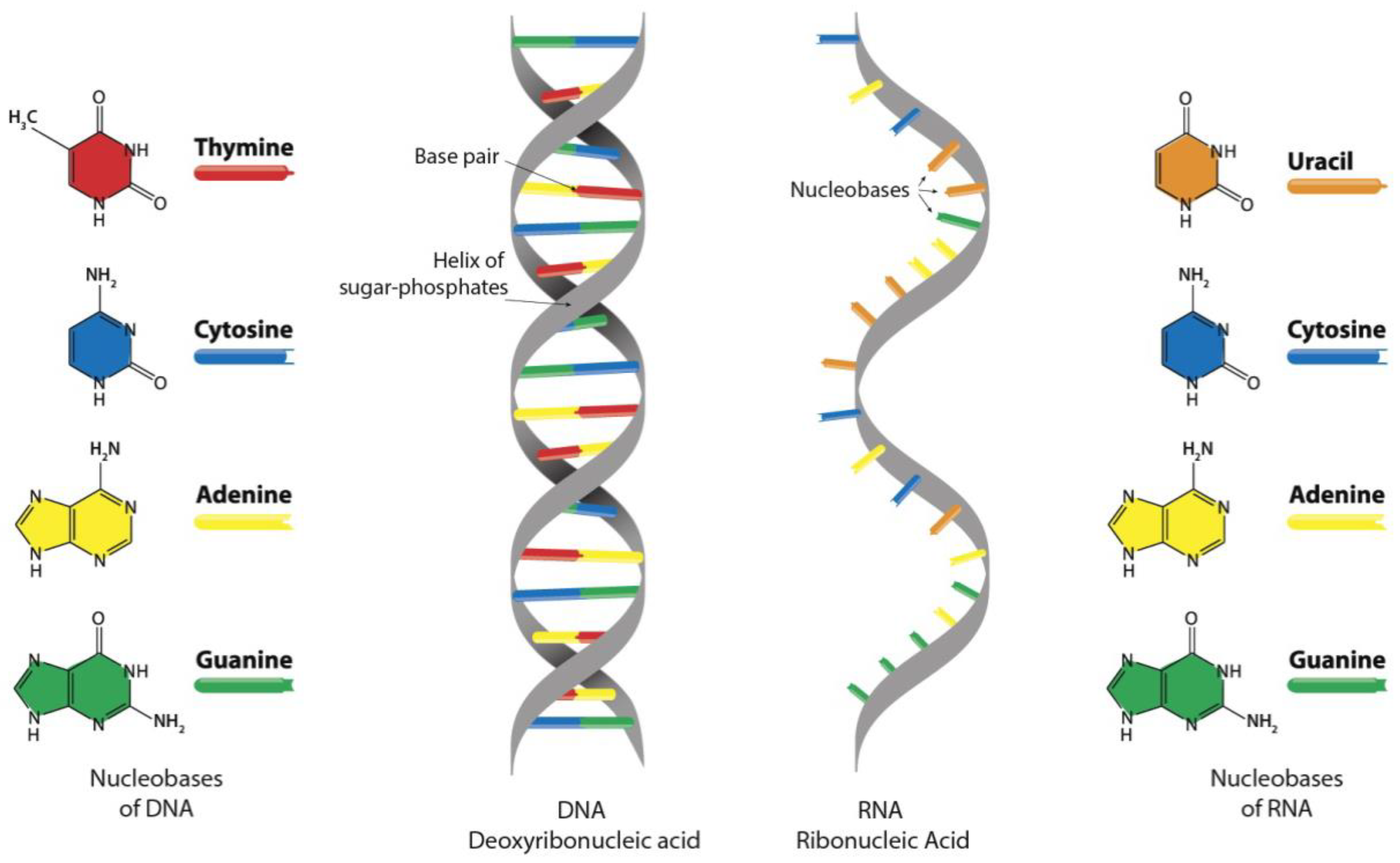Cosmetics 10 00042 g003