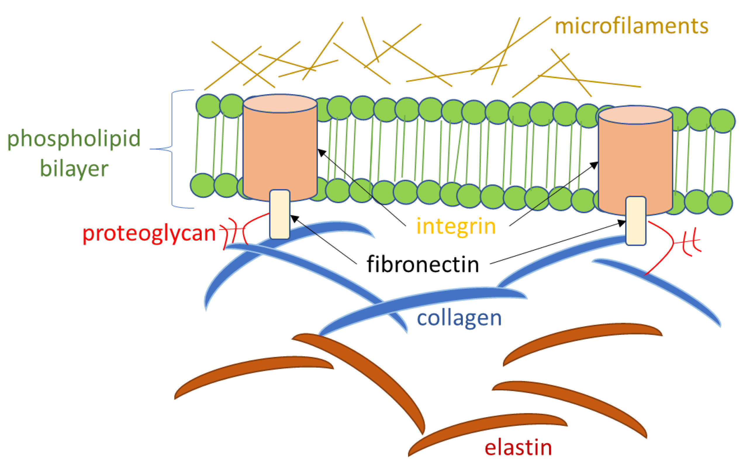 Cosmetics 10 00042 g004