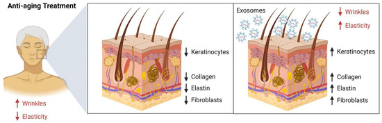Therapeutic Values of Exosomes in Cosmetics, Skin Care, Tissue  Regeneration, and Dermatological Diseases