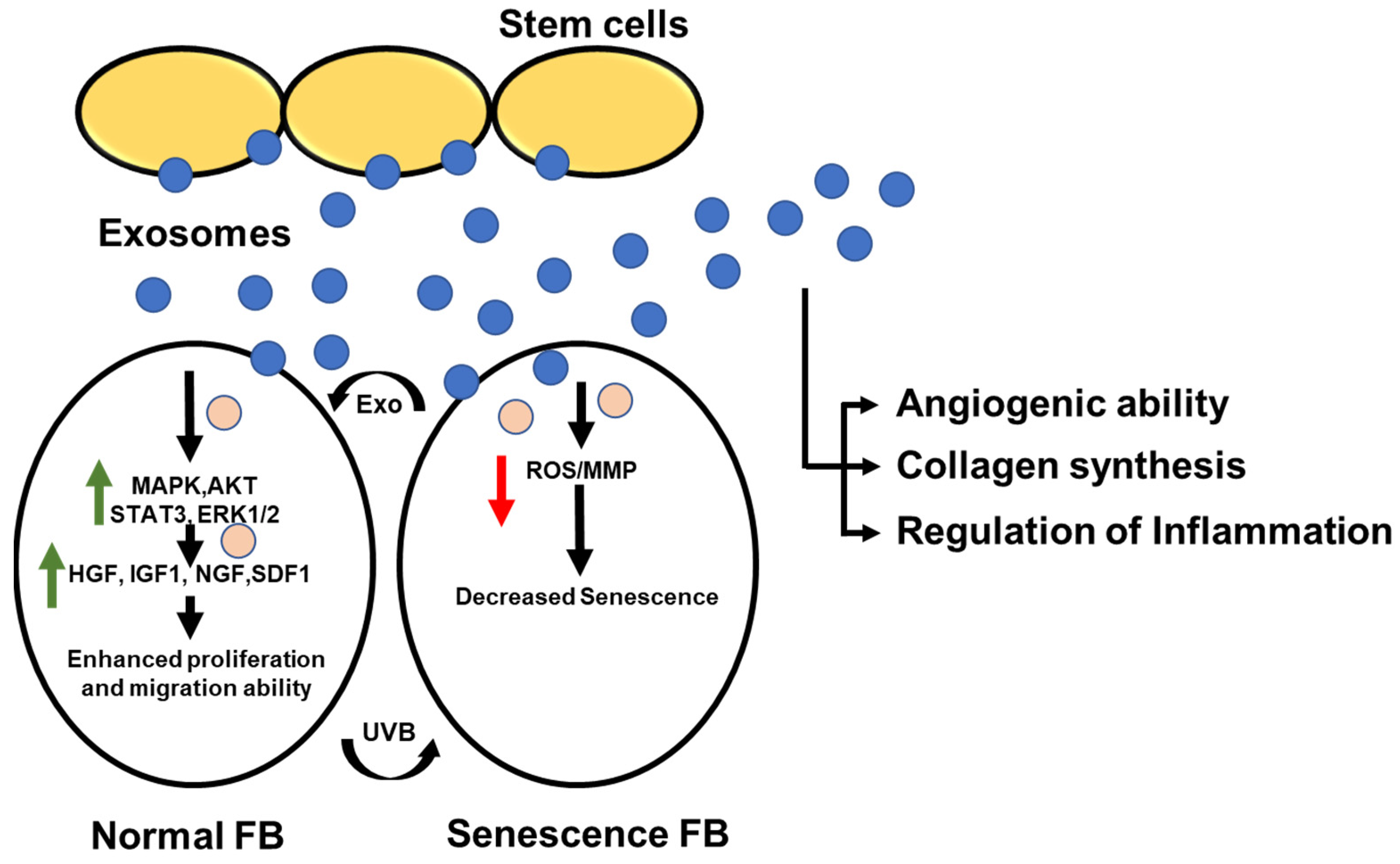 Cosmetics 10 00065 g005