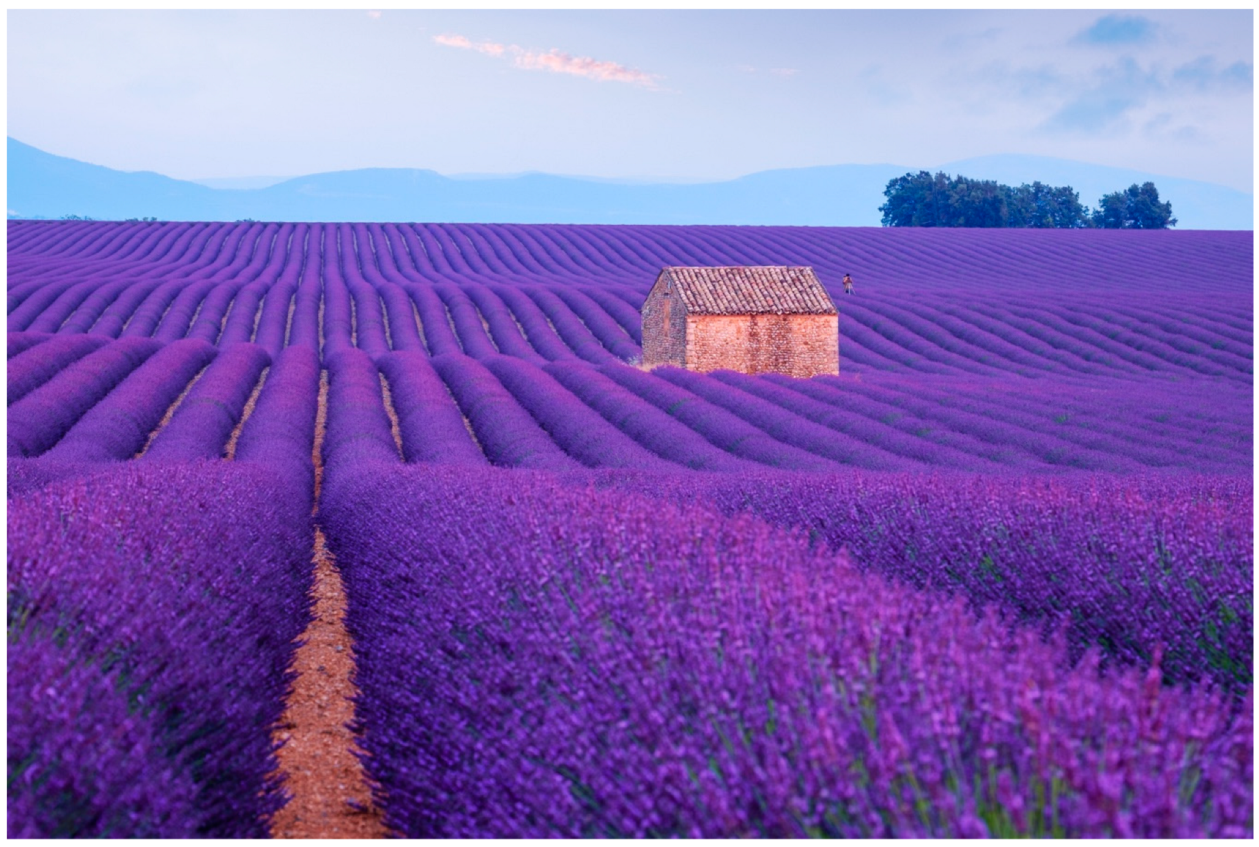 Cosmetics 10 00071 g012