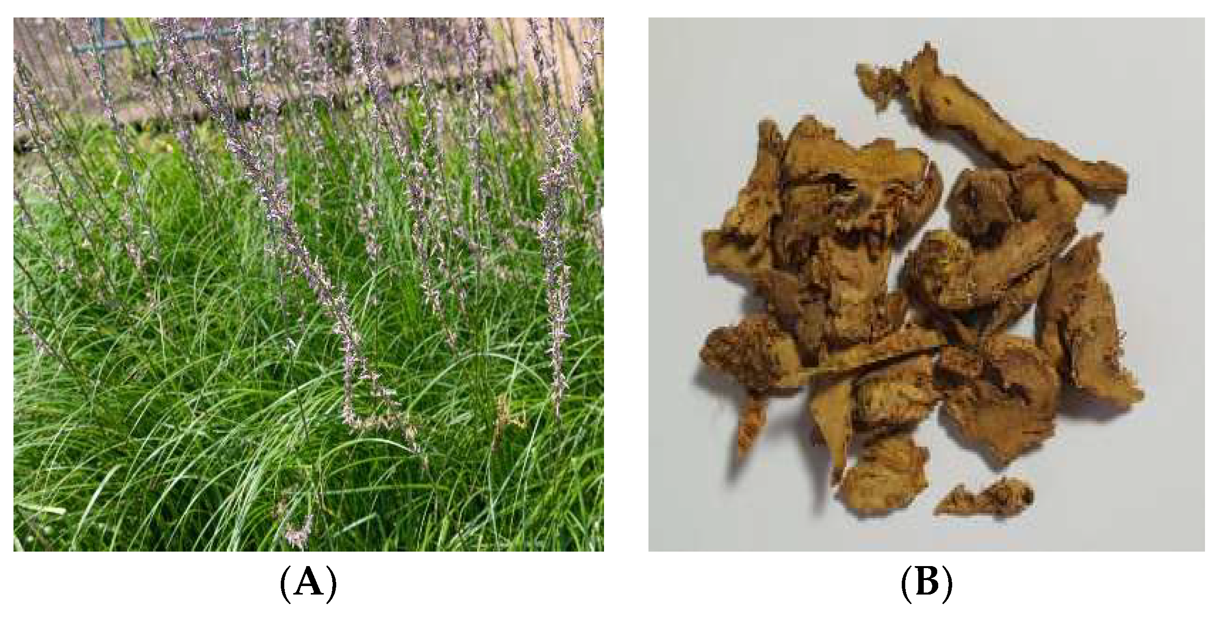 Cosmetics 10 00073 g001 Cosmetics 10 00073 g001