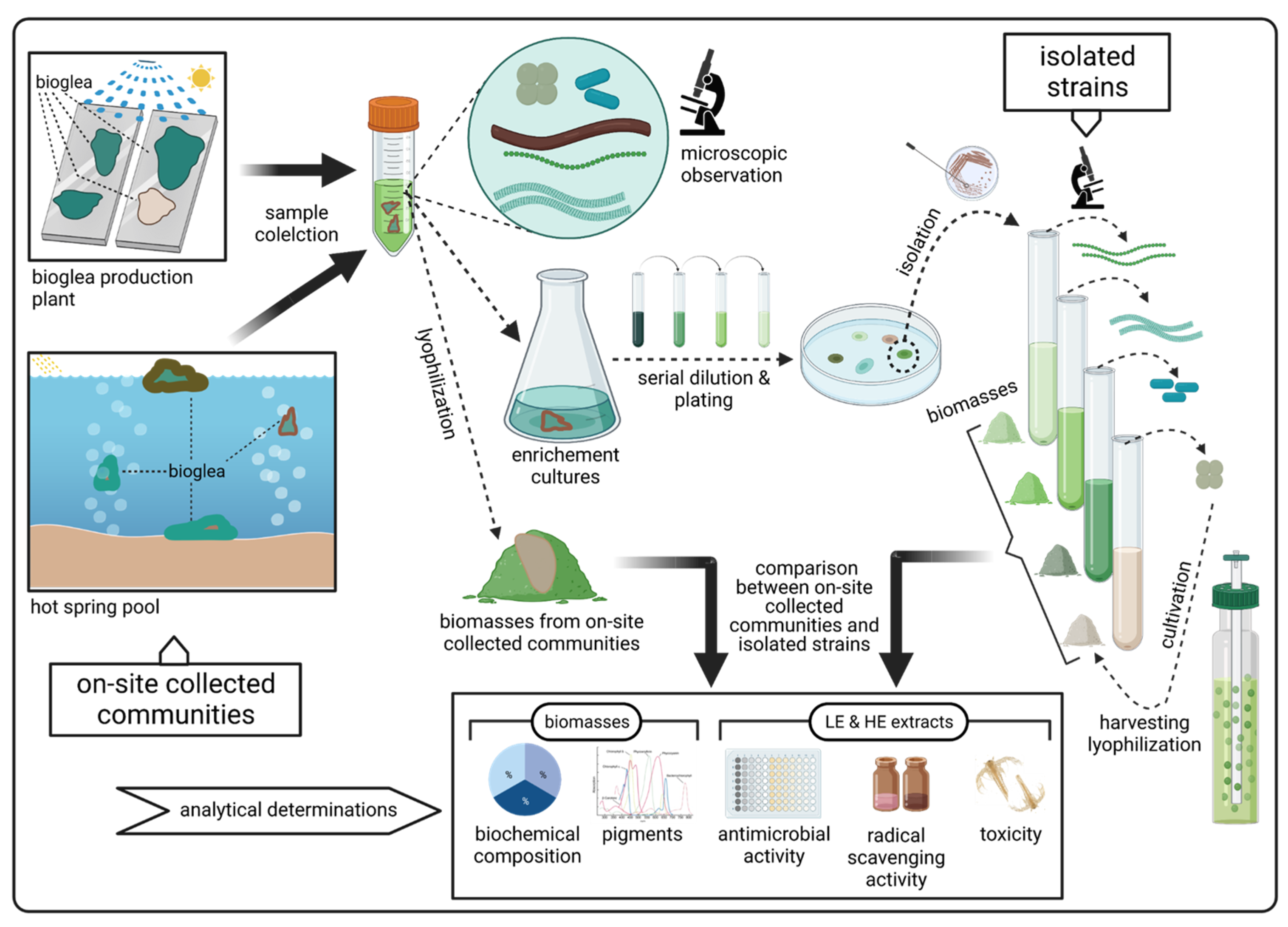 Cosmetics 10 00081 g001