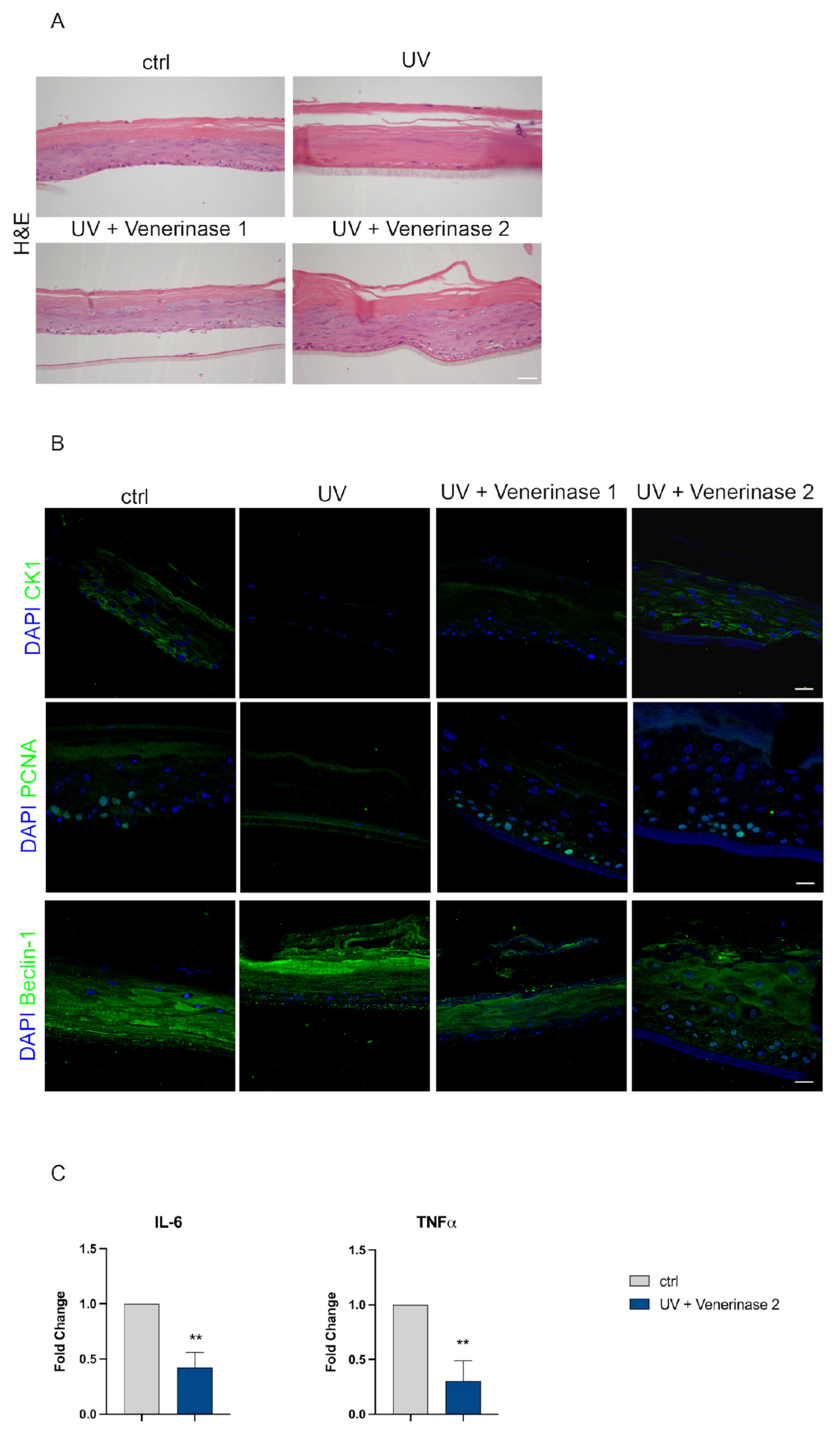 Cosmetics 10 00083 g004