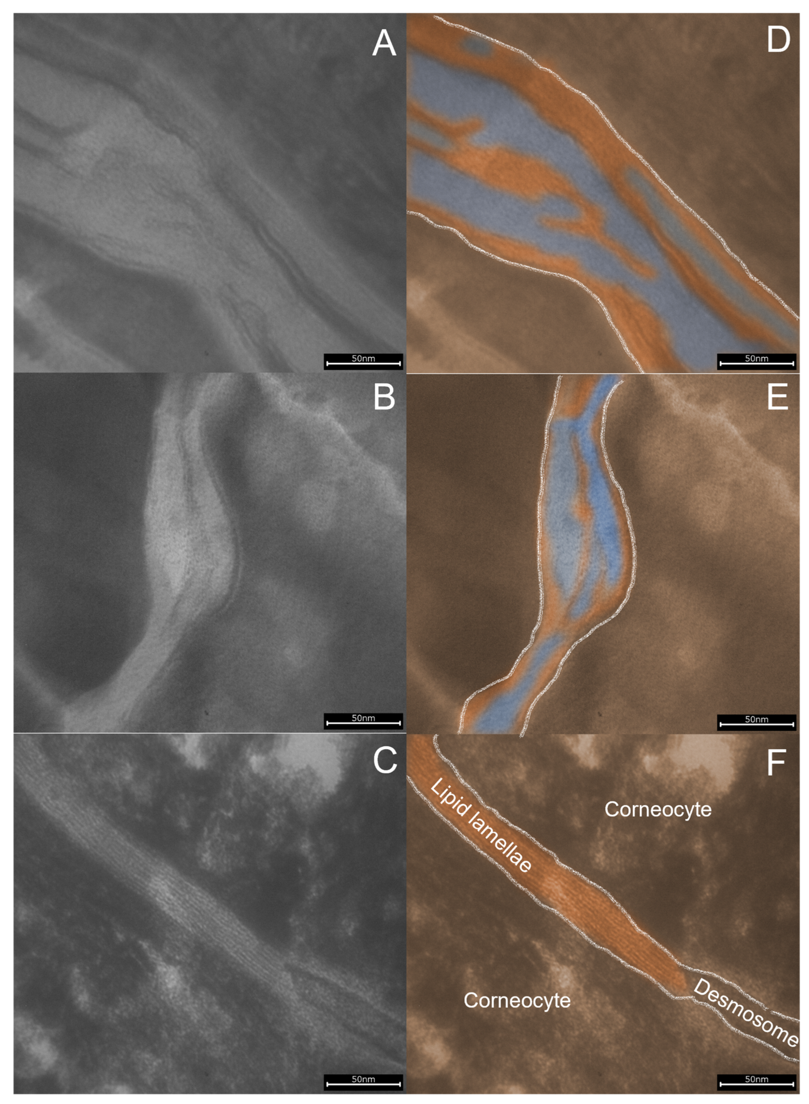 Cosmetics 10 00095 g002 Cosmetics 10 00095 g002