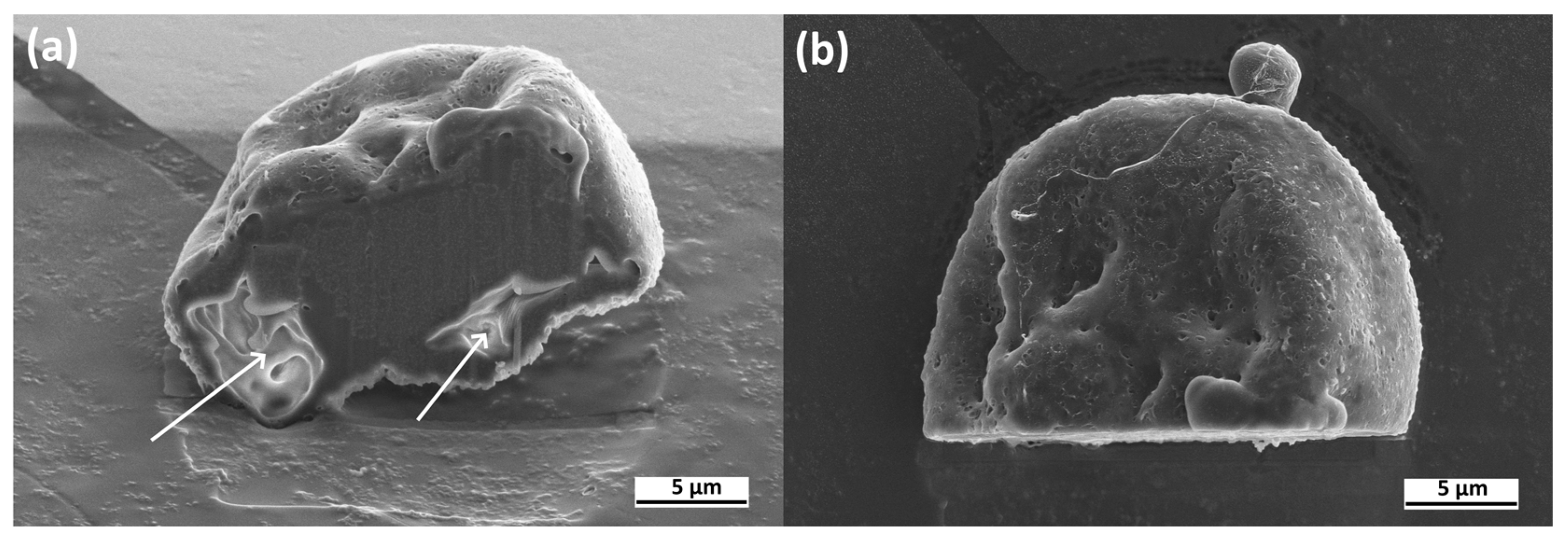 Cosmetics 10 00110 g005