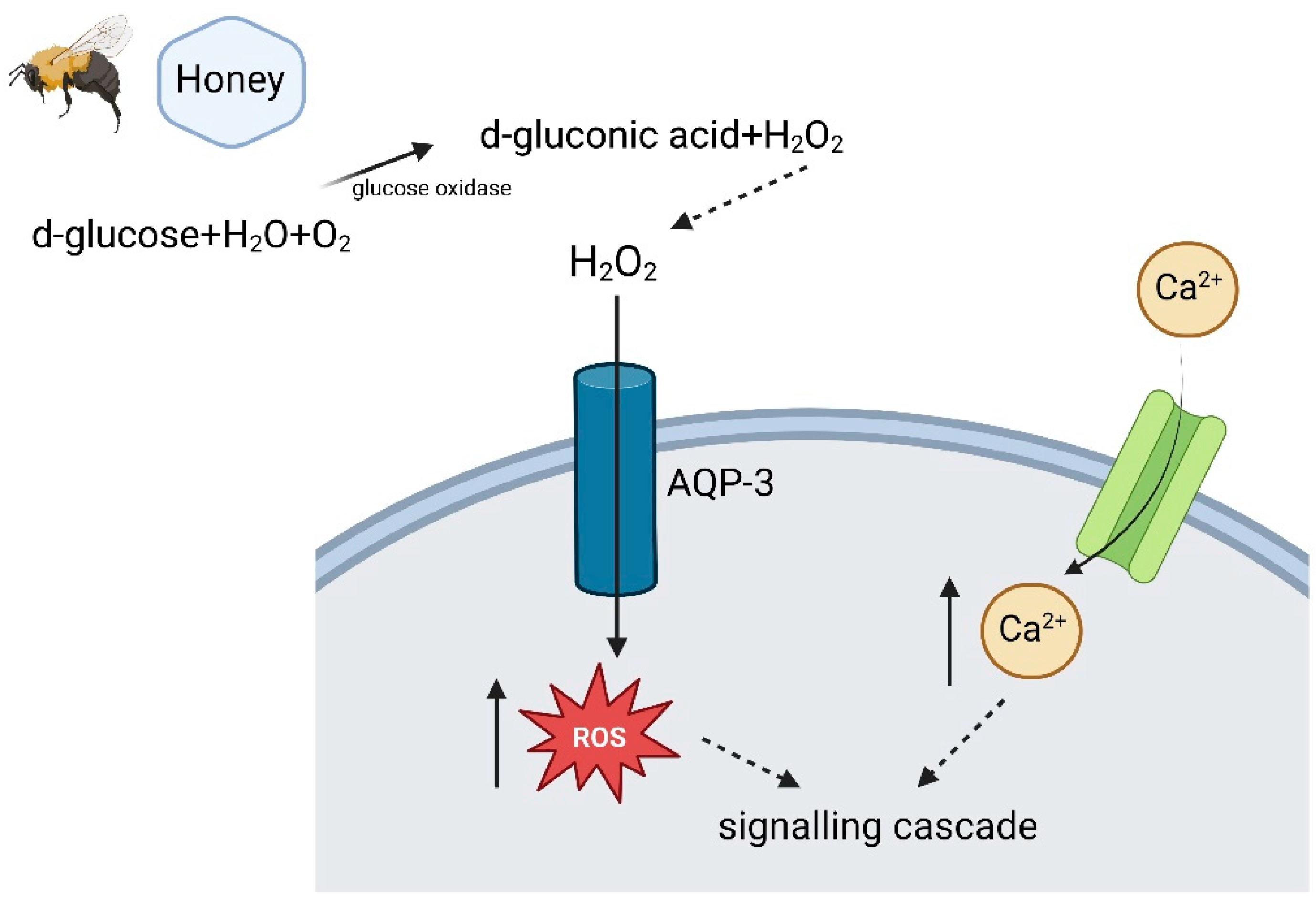 Cosmetics 10 00127 g002