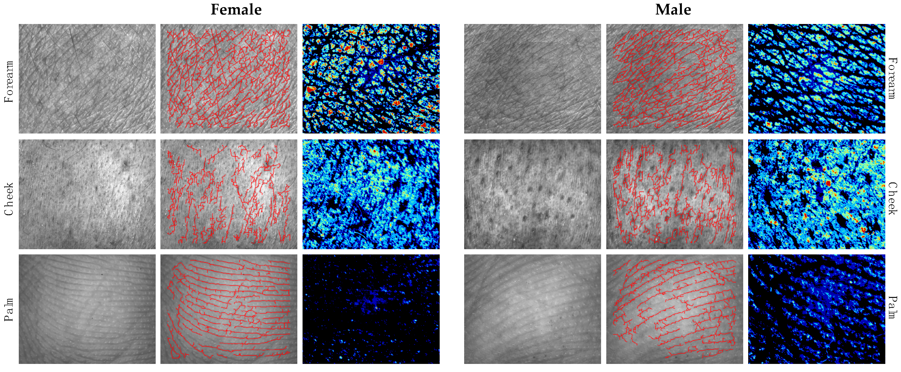 Cosmetics 11 00005 g003