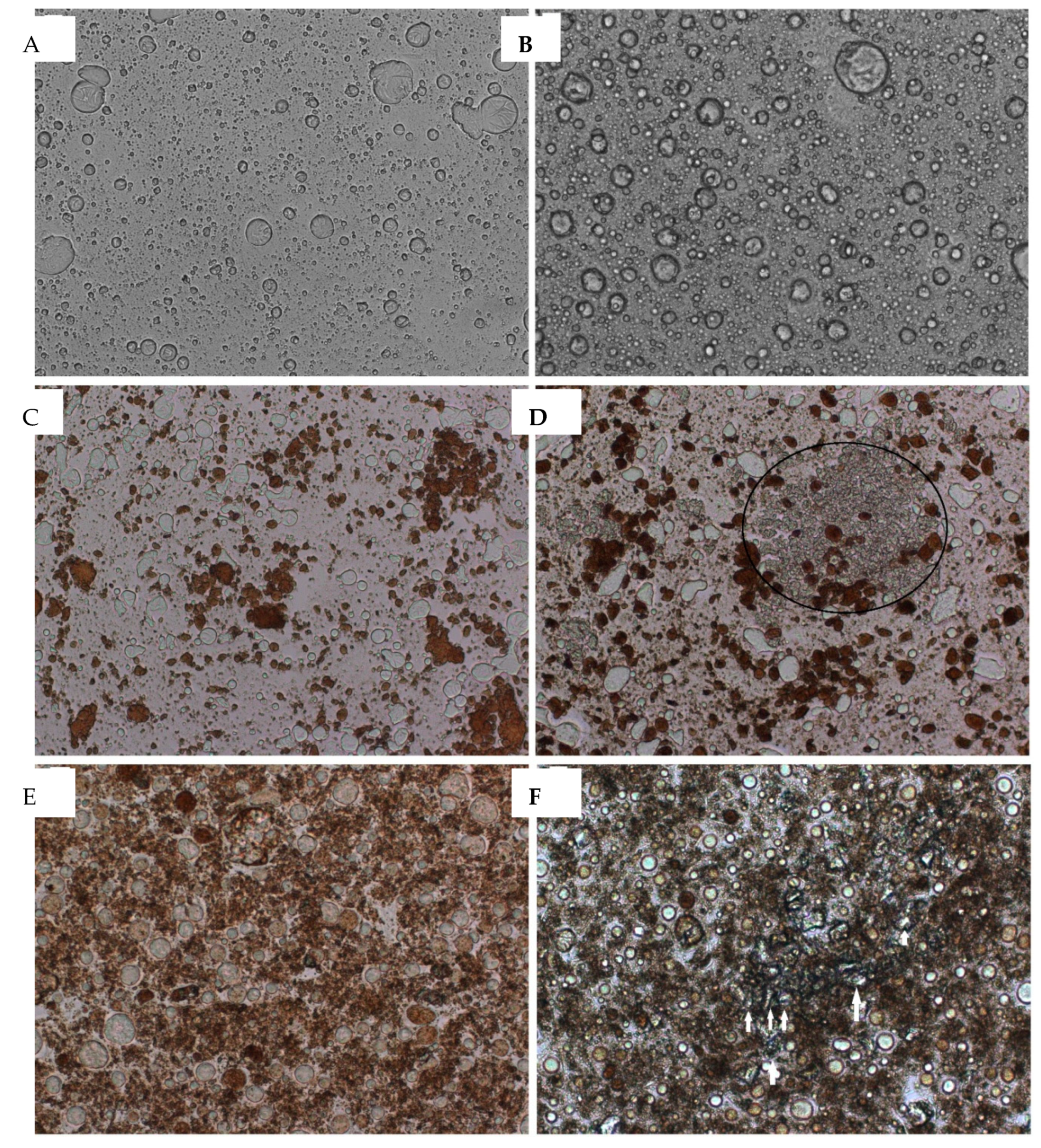 Cosmetics 11 00006 g006